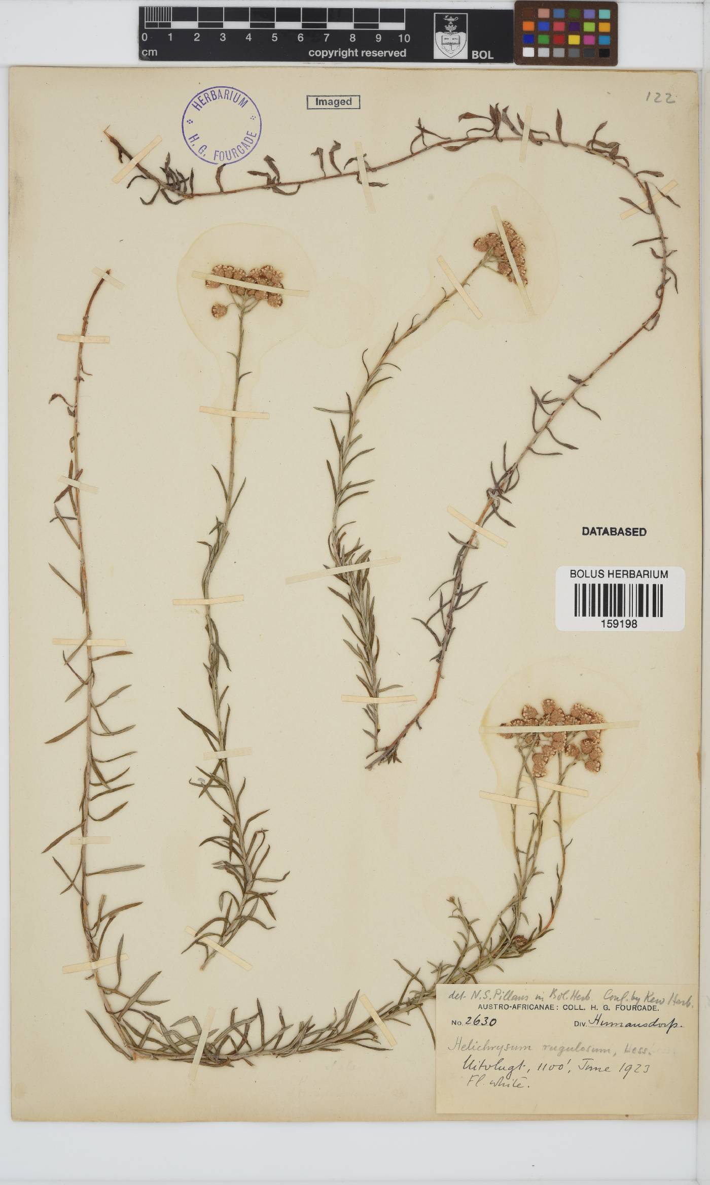 Helichrysum rugulosum image
