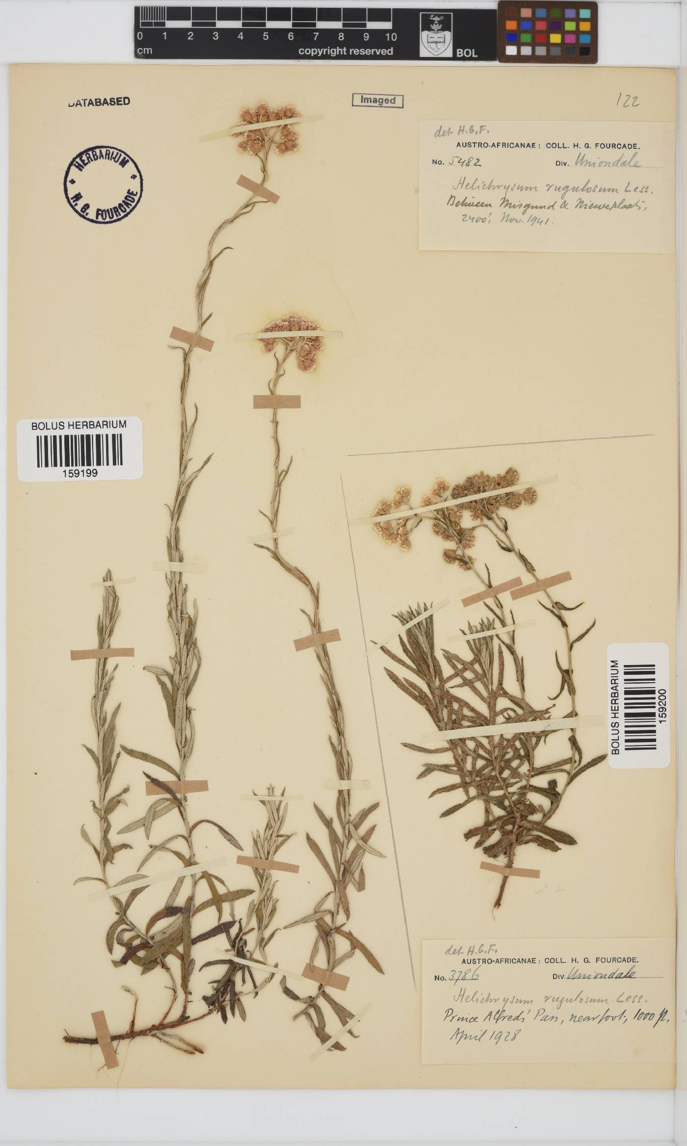 Helichrysum rugulosum image