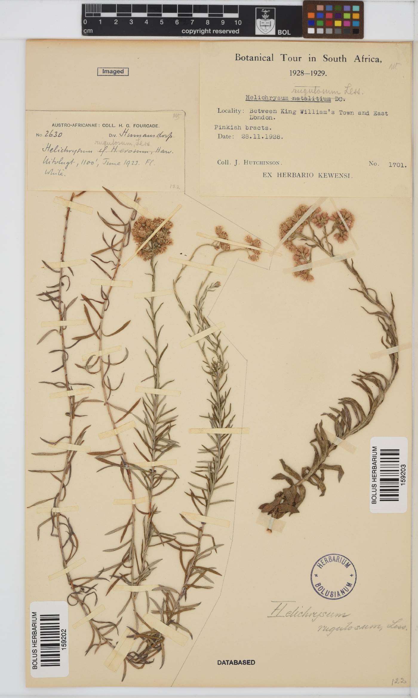 Helichrysum rugulosum image