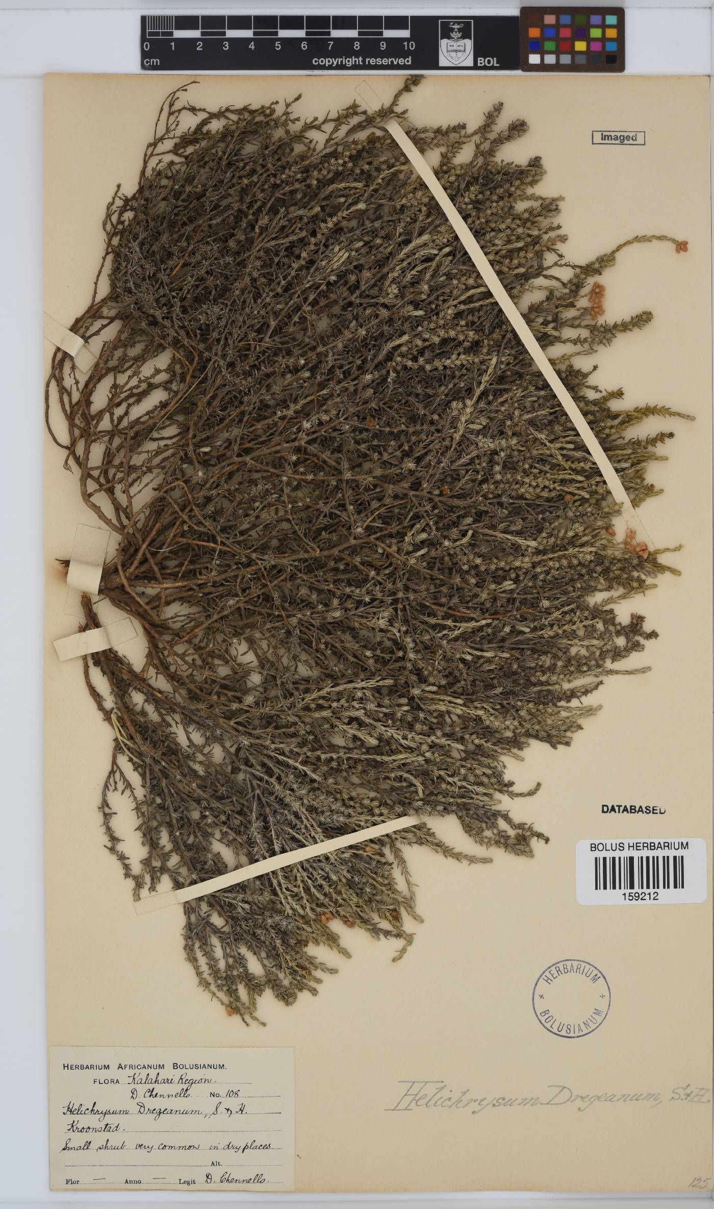 Helichrysum dregeanum image