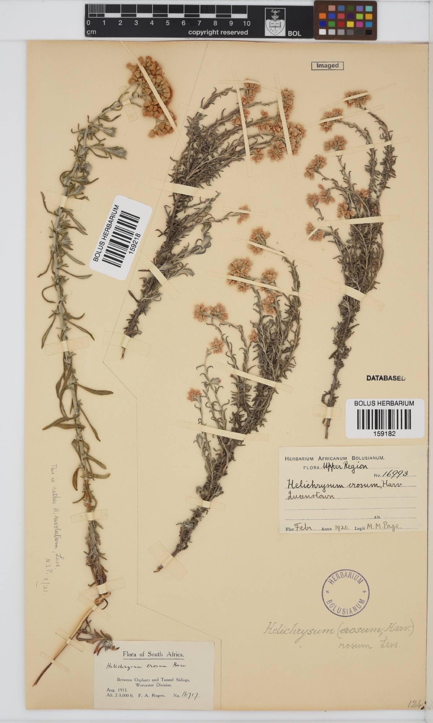 Helichrysum rosum var. rosum image