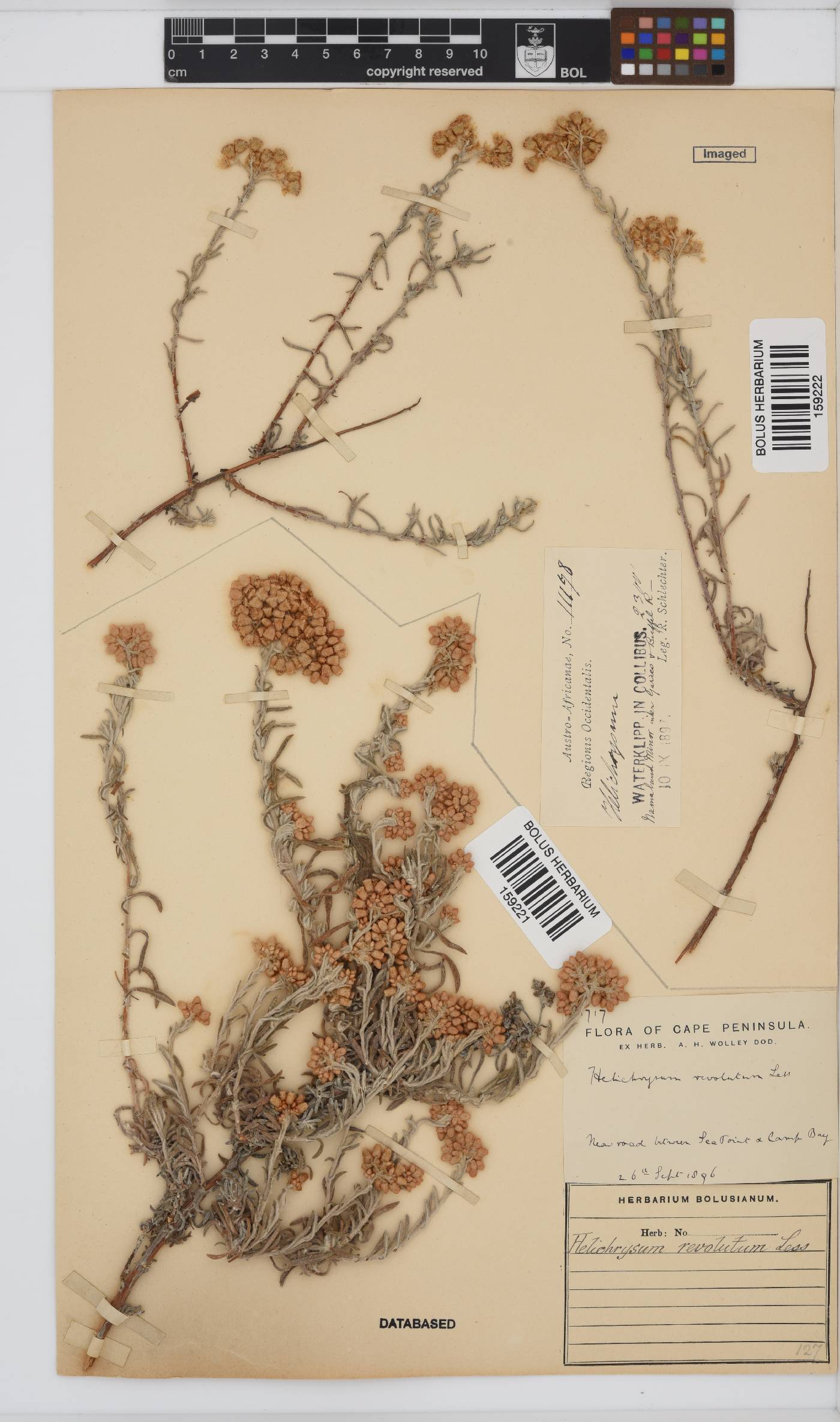 Helichrysum revolutum image