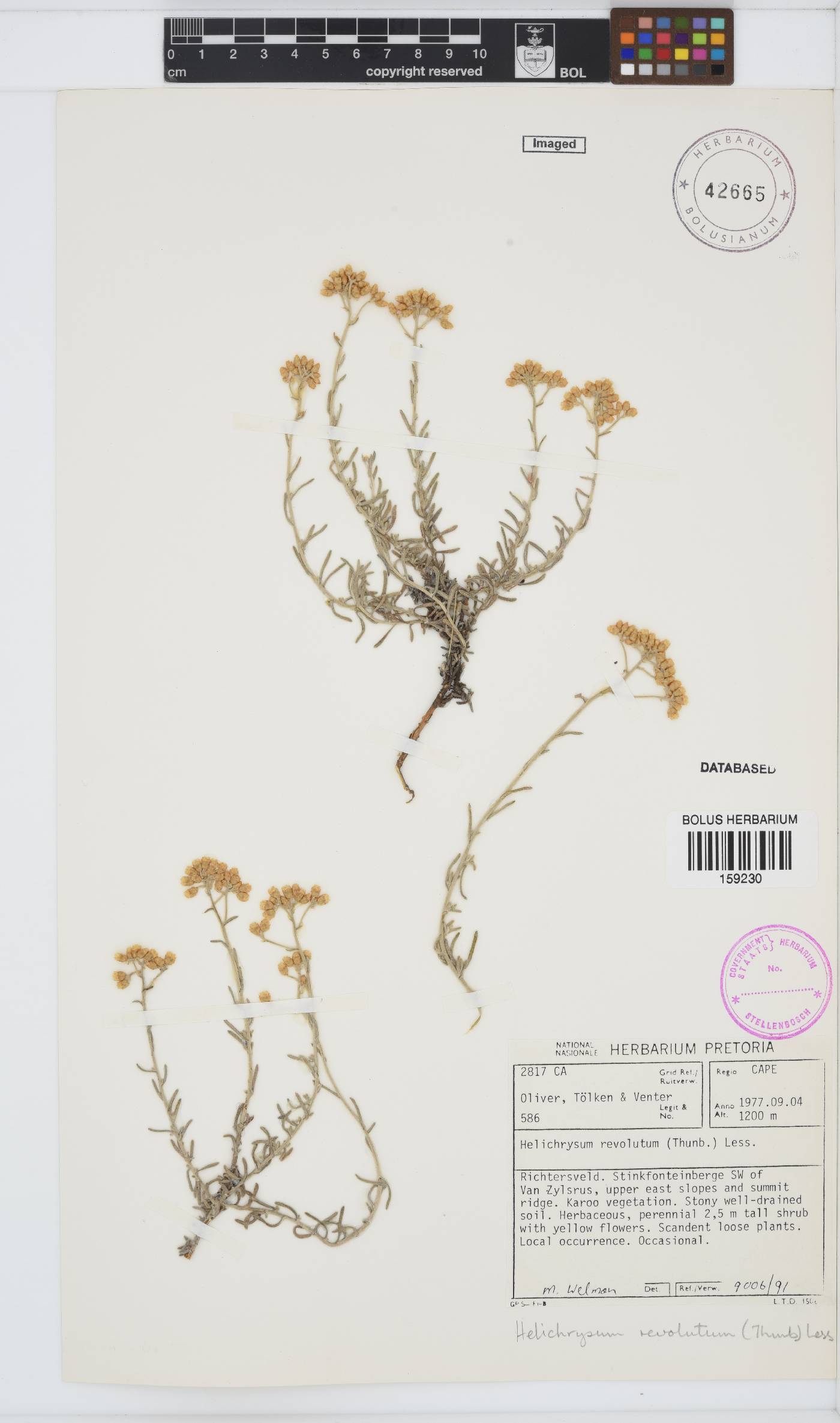 Helichrysum revolutum image