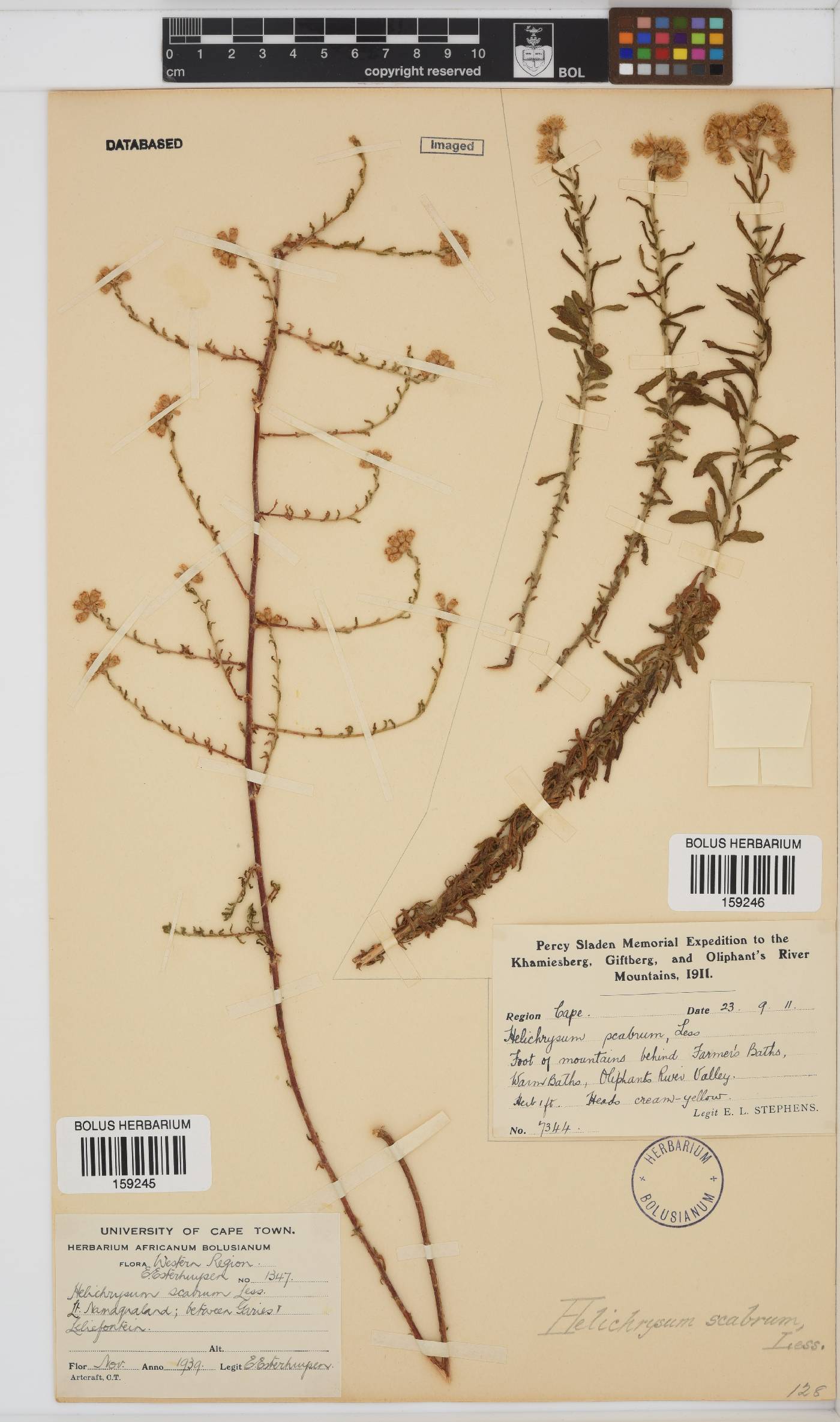 Helichrysum scabrum image