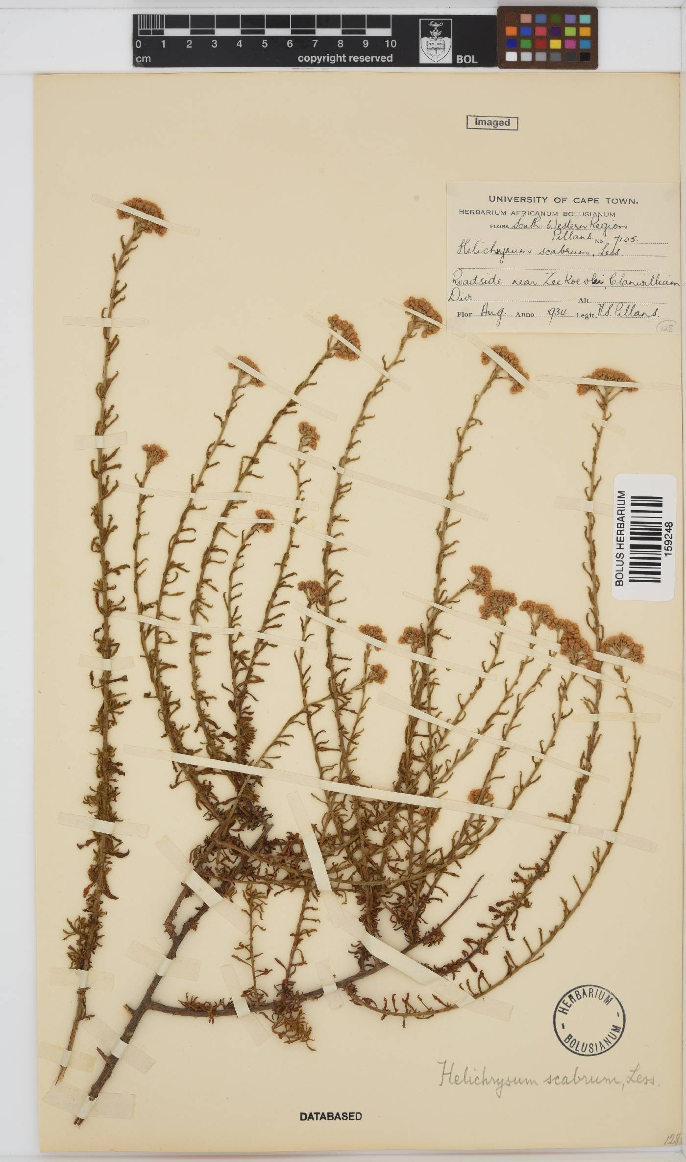 Helichrysum scabrum image