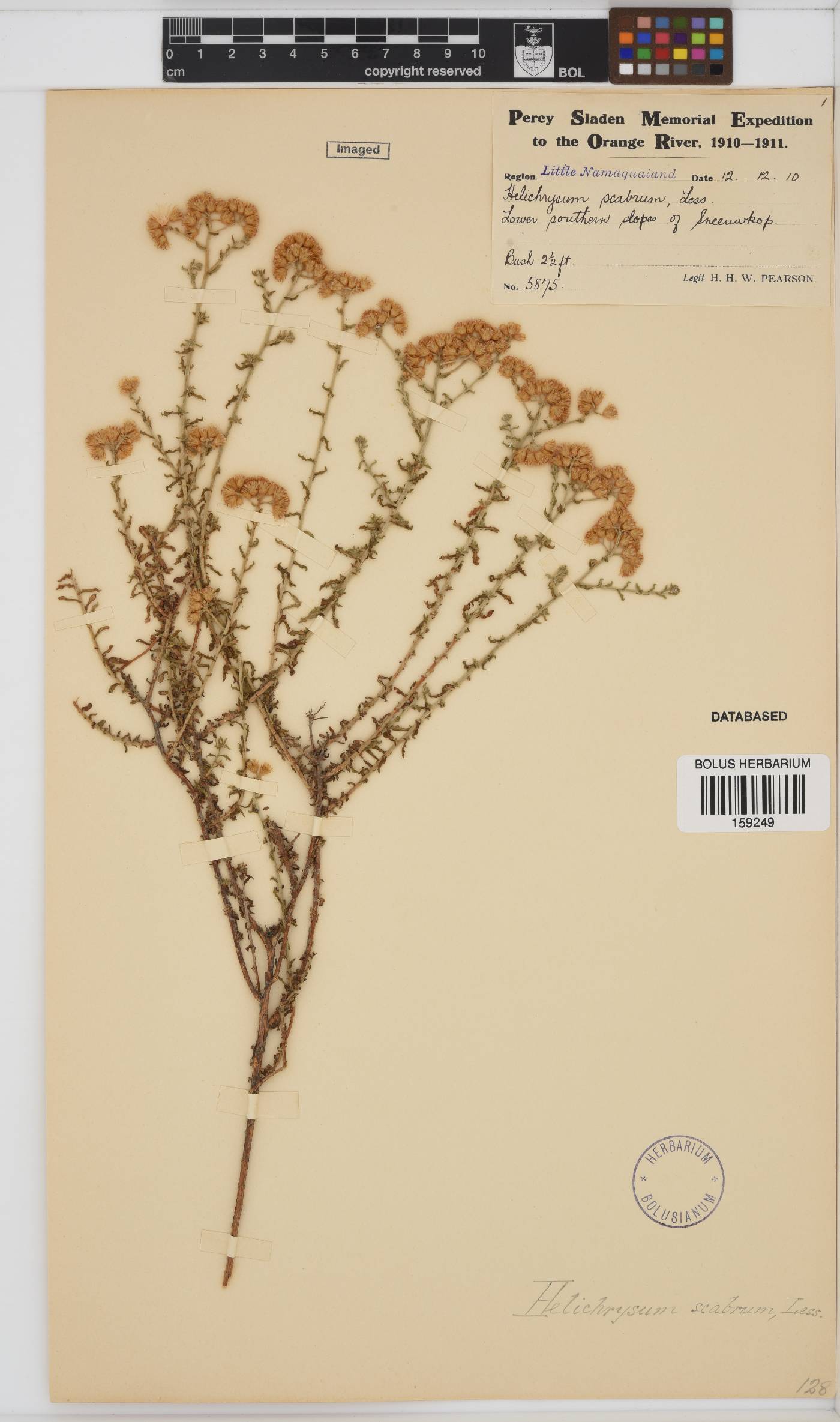 Helichrysum scabrum image