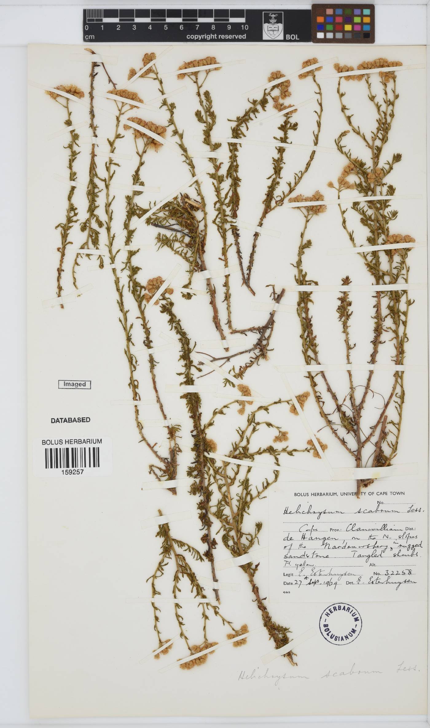 Helichrysum scabrum image