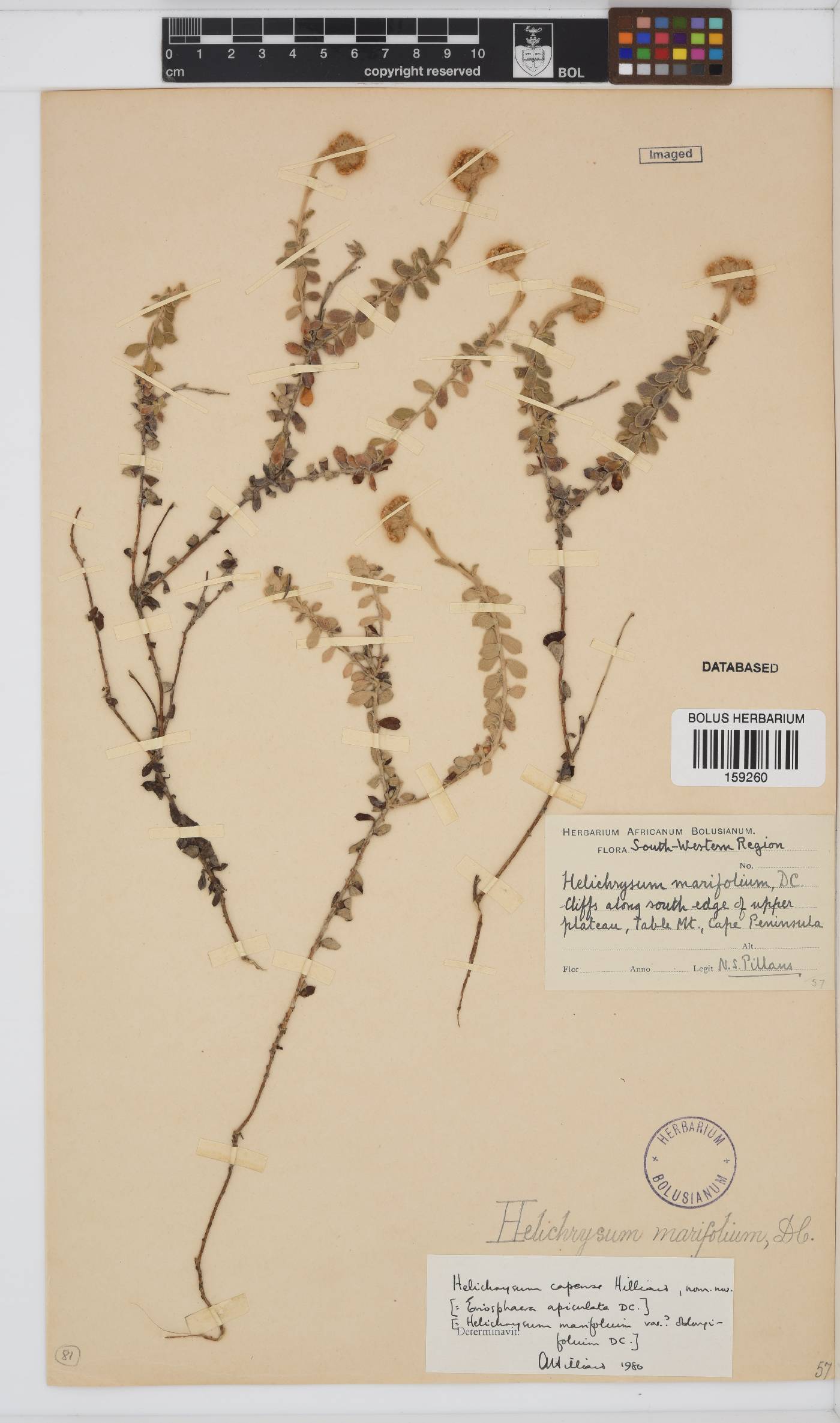 Helichrysum capense image