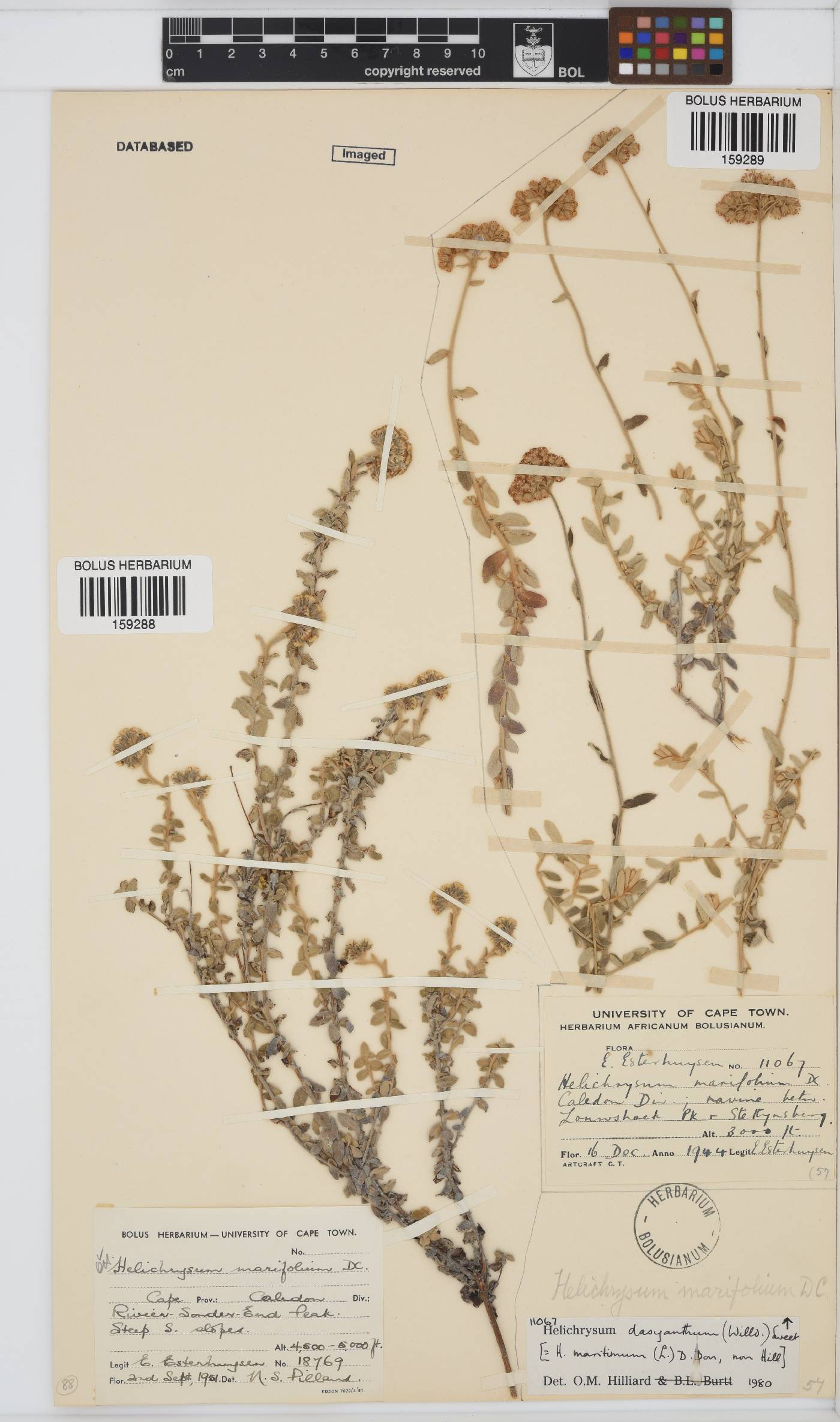 Helichrysum dasyanthum image