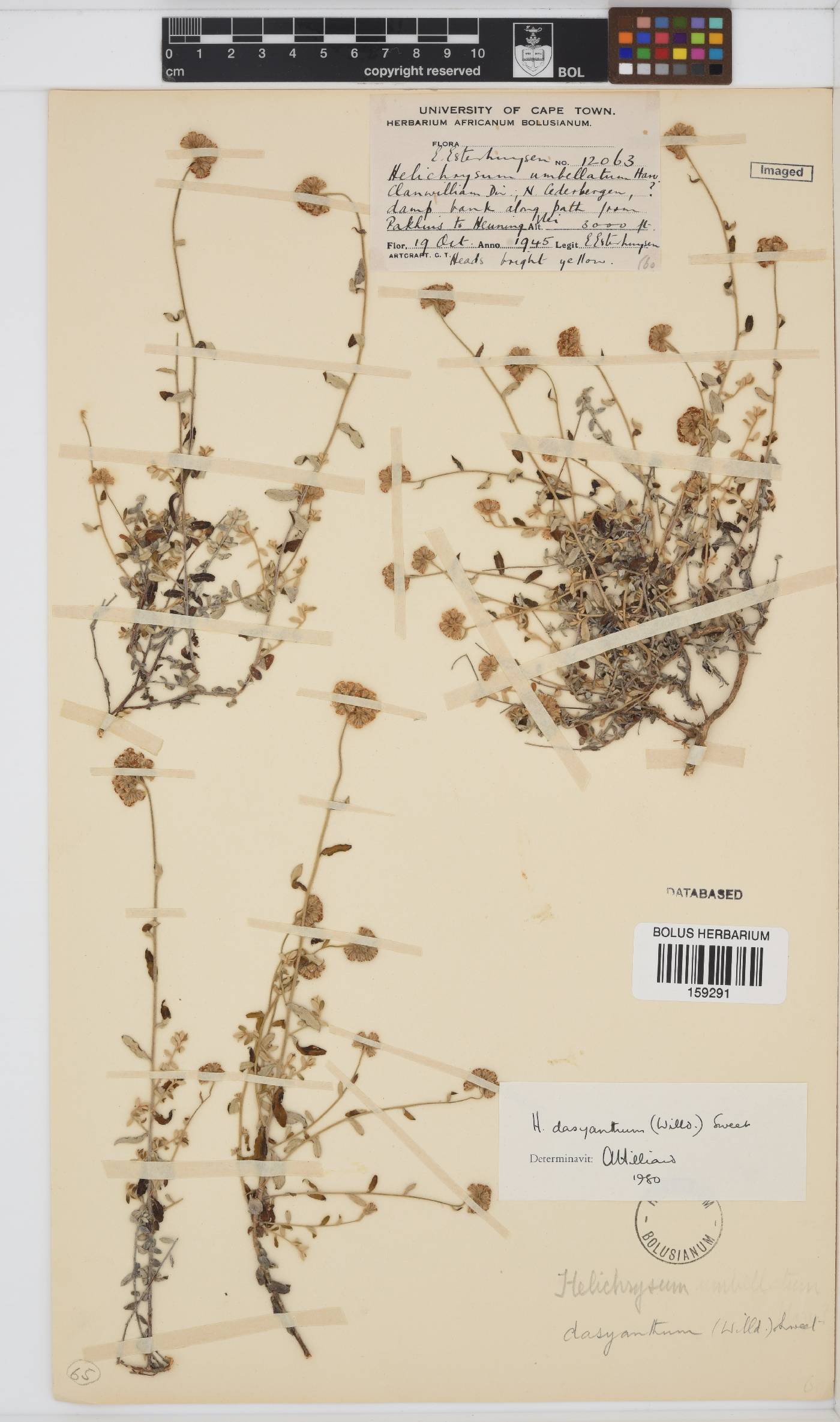 Helichrysum dasyanthum image