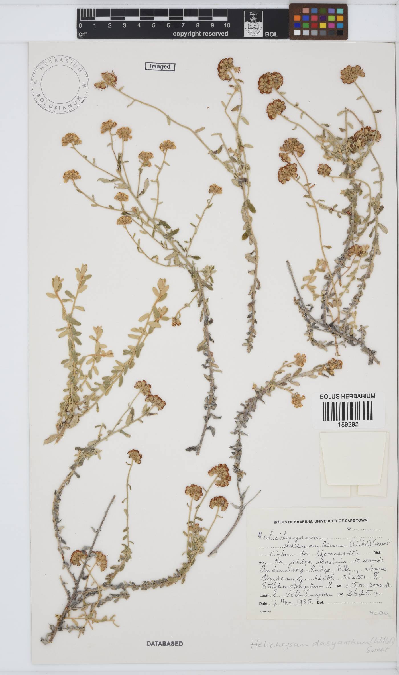 Helichrysum dasyanthum image