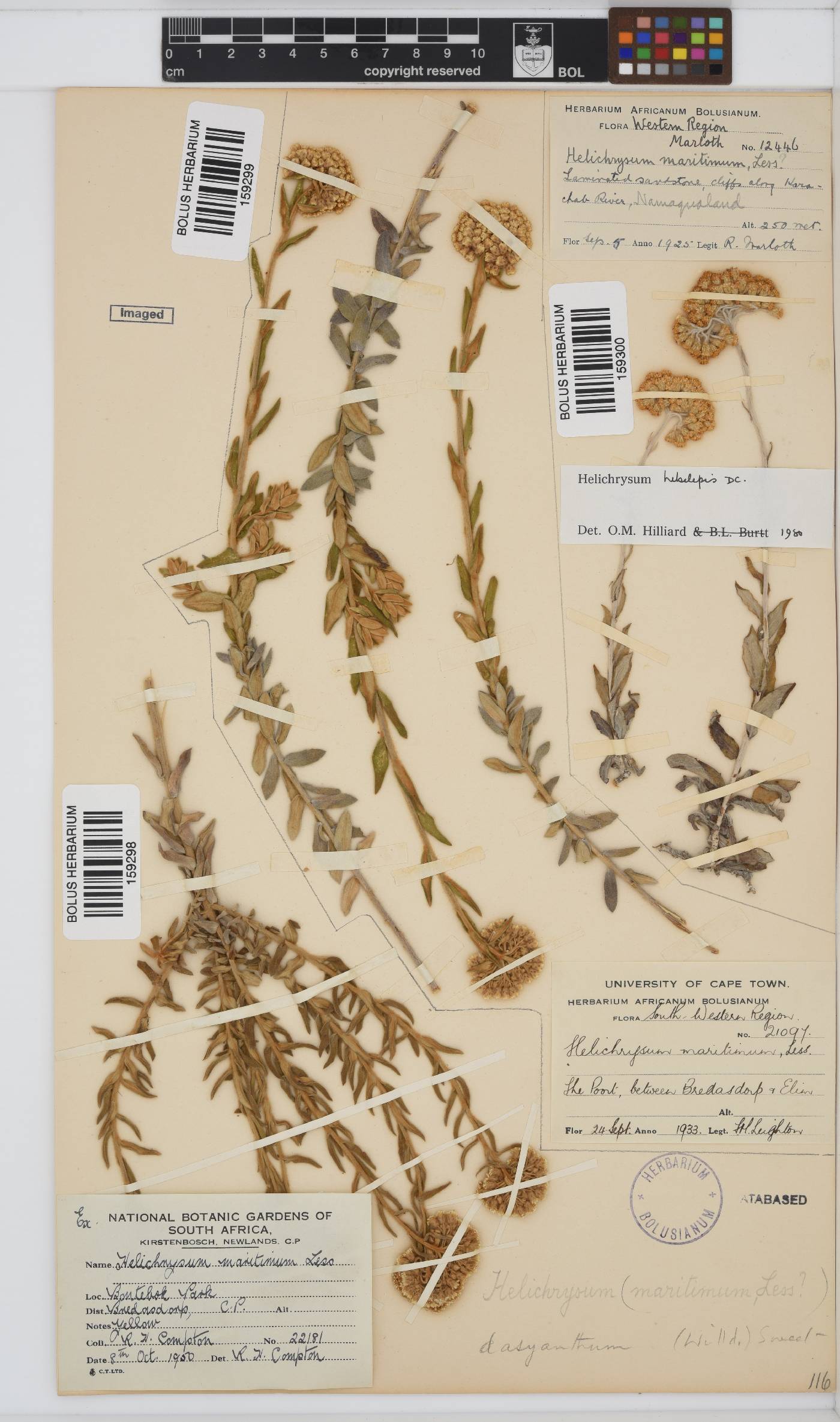 Helichrysum dasyanthum image