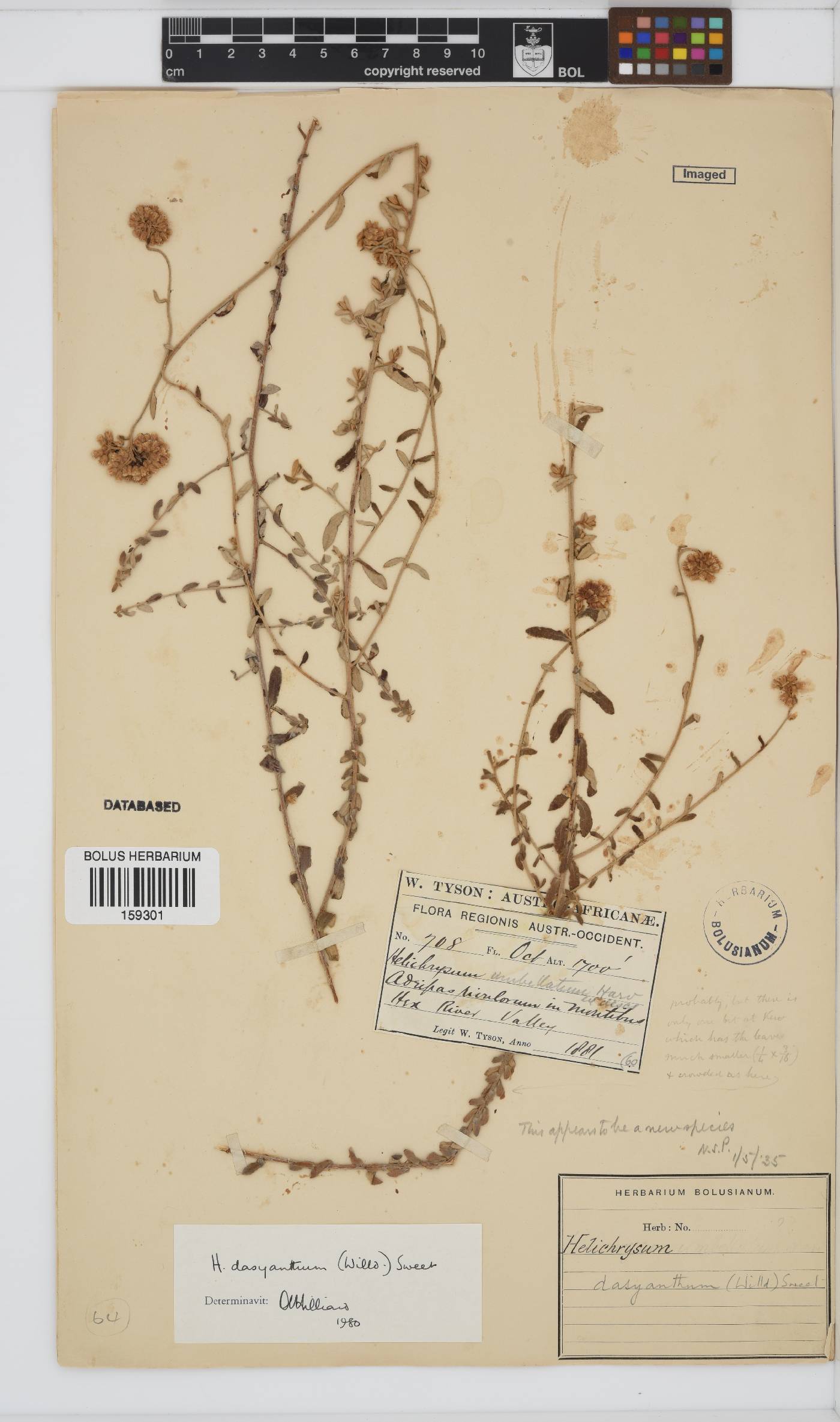 Helichrysum dasyanthum image