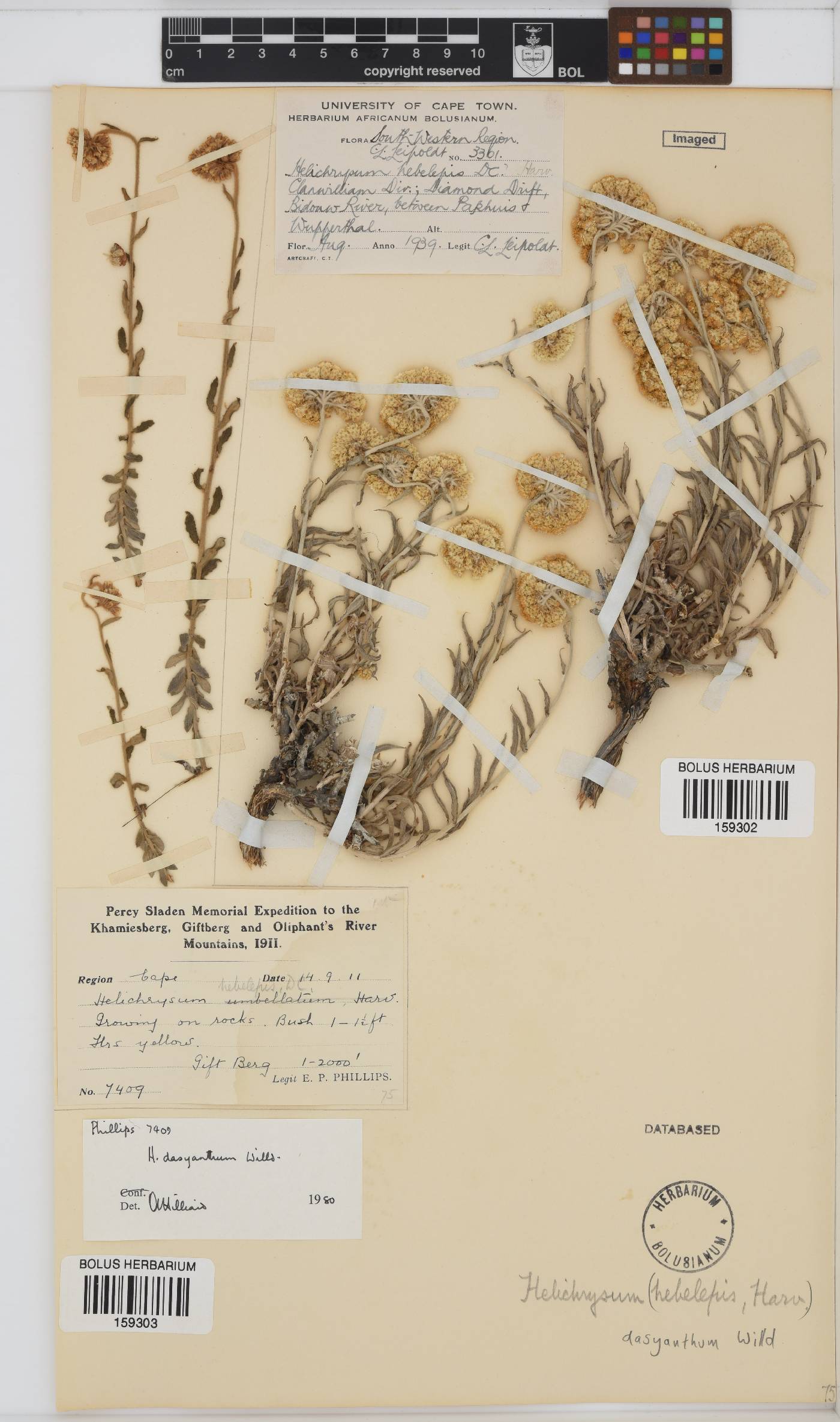 Helichrysum dasyanthum image