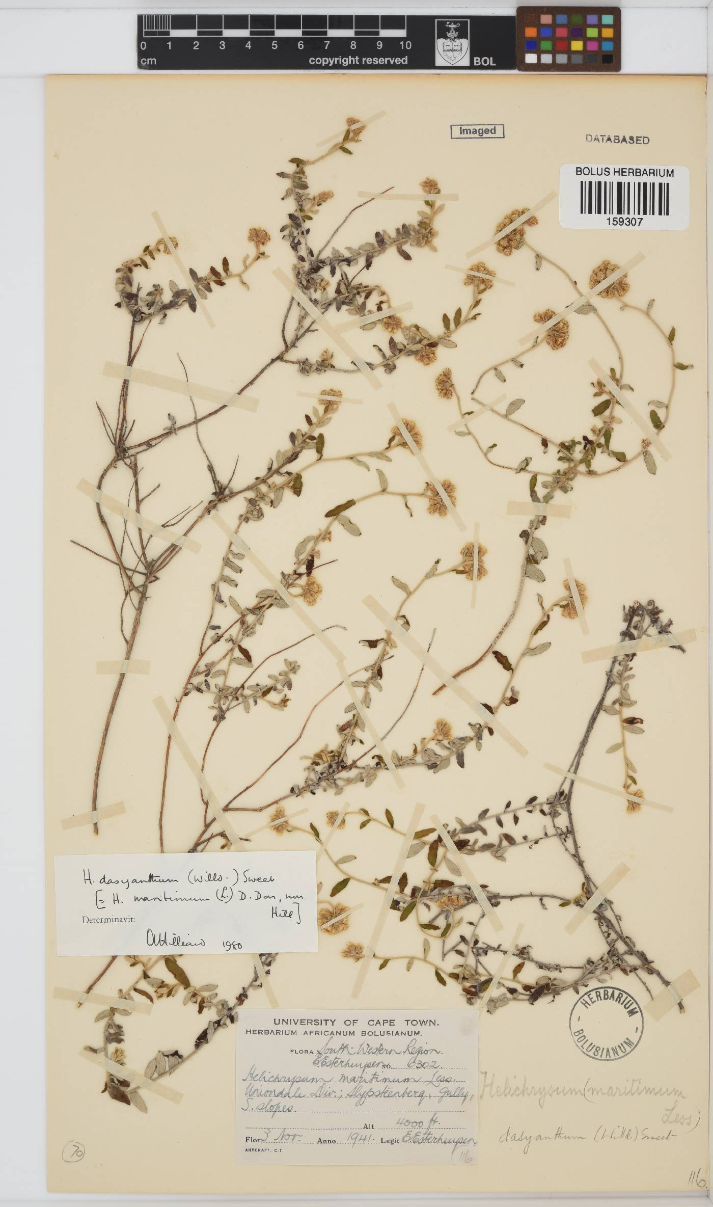 Helichrysum dasyanthum image