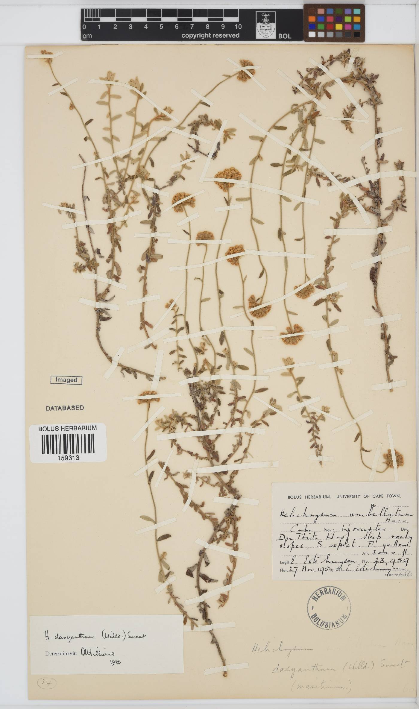 Helichrysum dasyanthum image