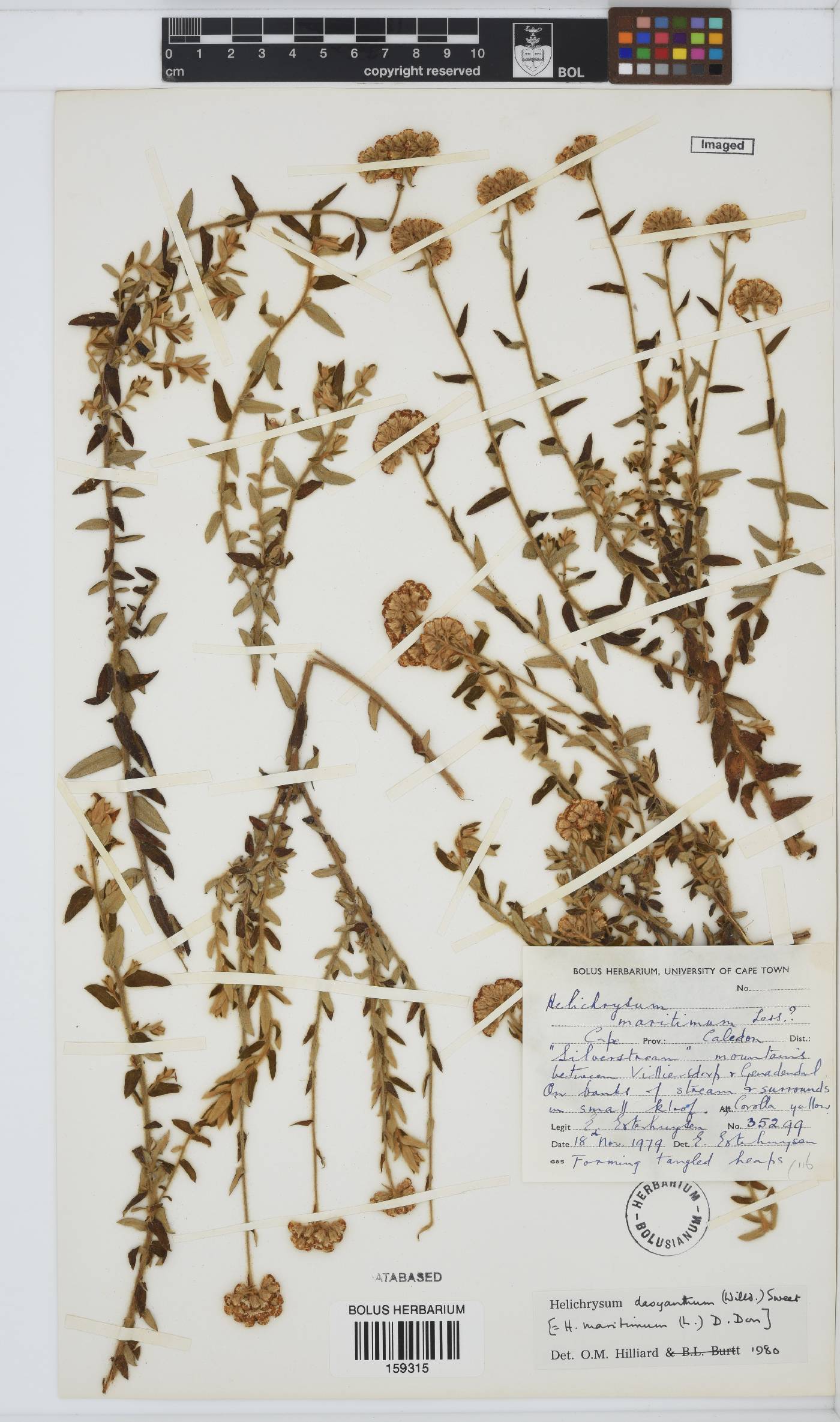 Helichrysum dasyanthum image