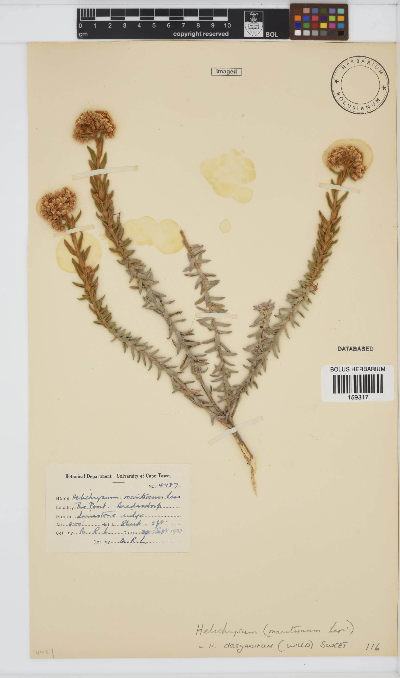 Helichrysum dasyanthum image