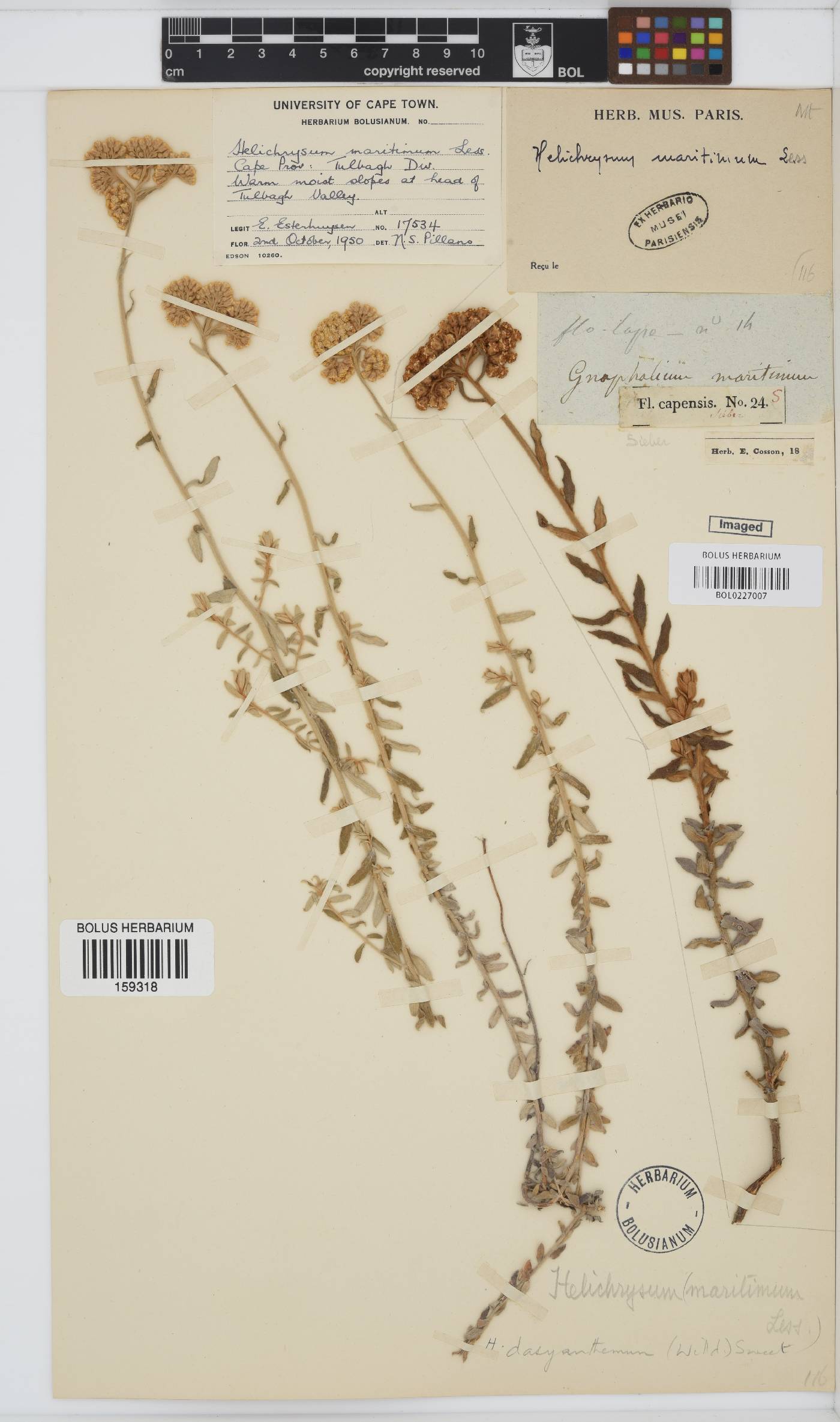 Helichrysum dasyanthum image