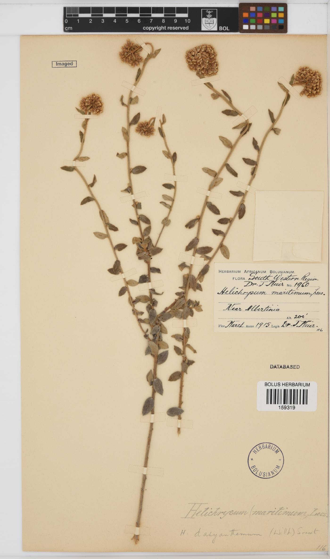 Helichrysum dasyanthum image