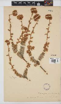 Helichrysum dasyanthum image