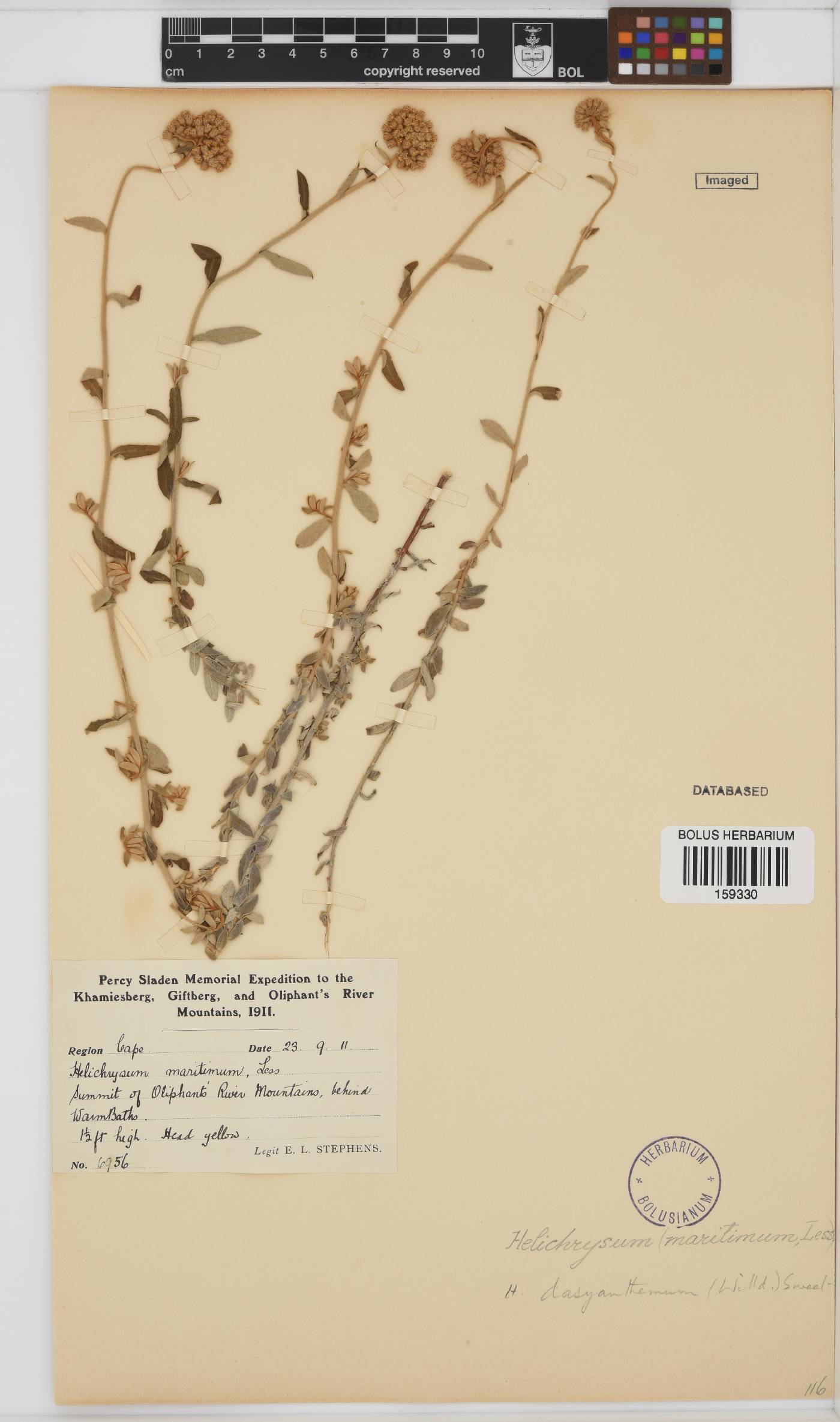 Helichrysum dasyanthum image