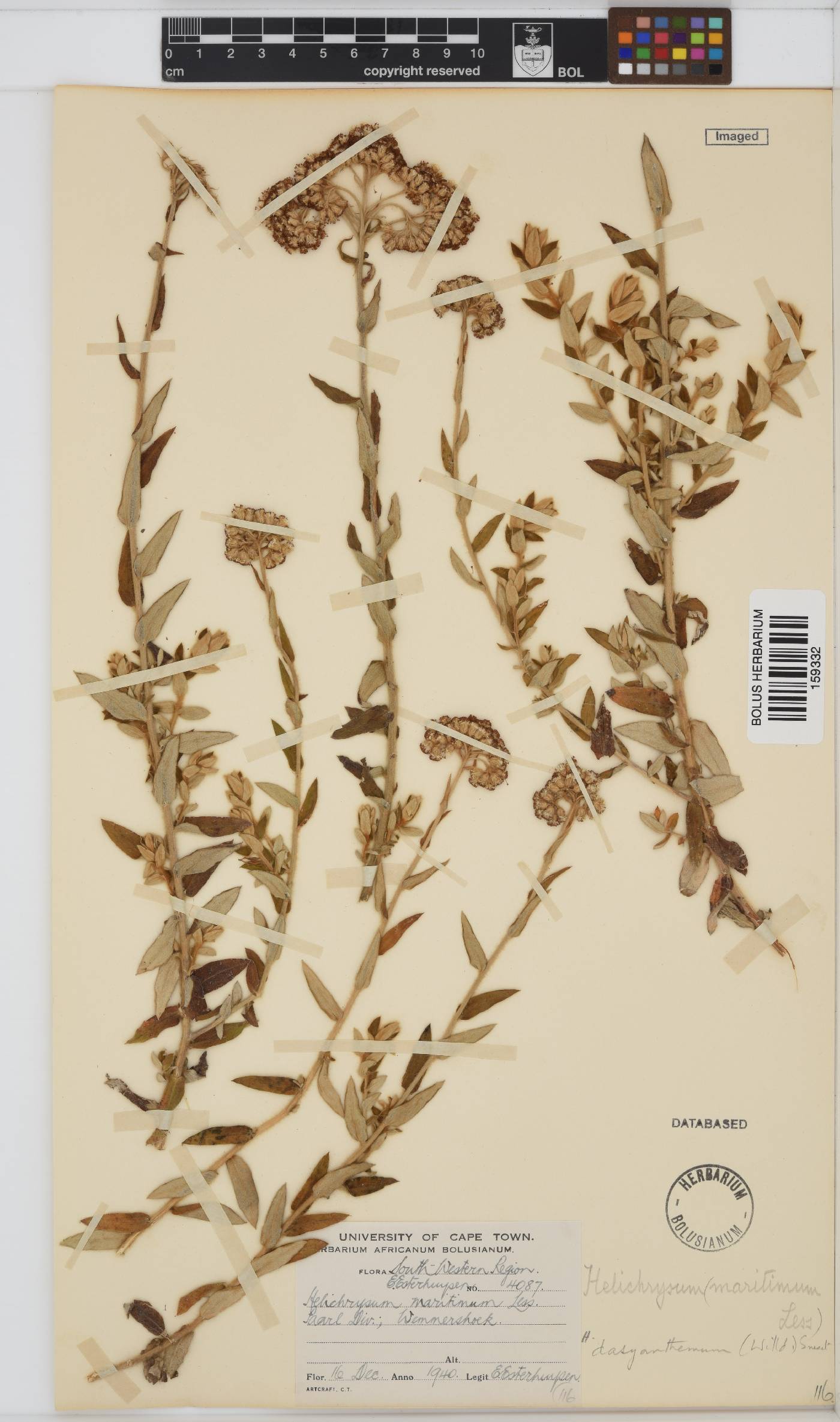 Helichrysum dasyanthum image