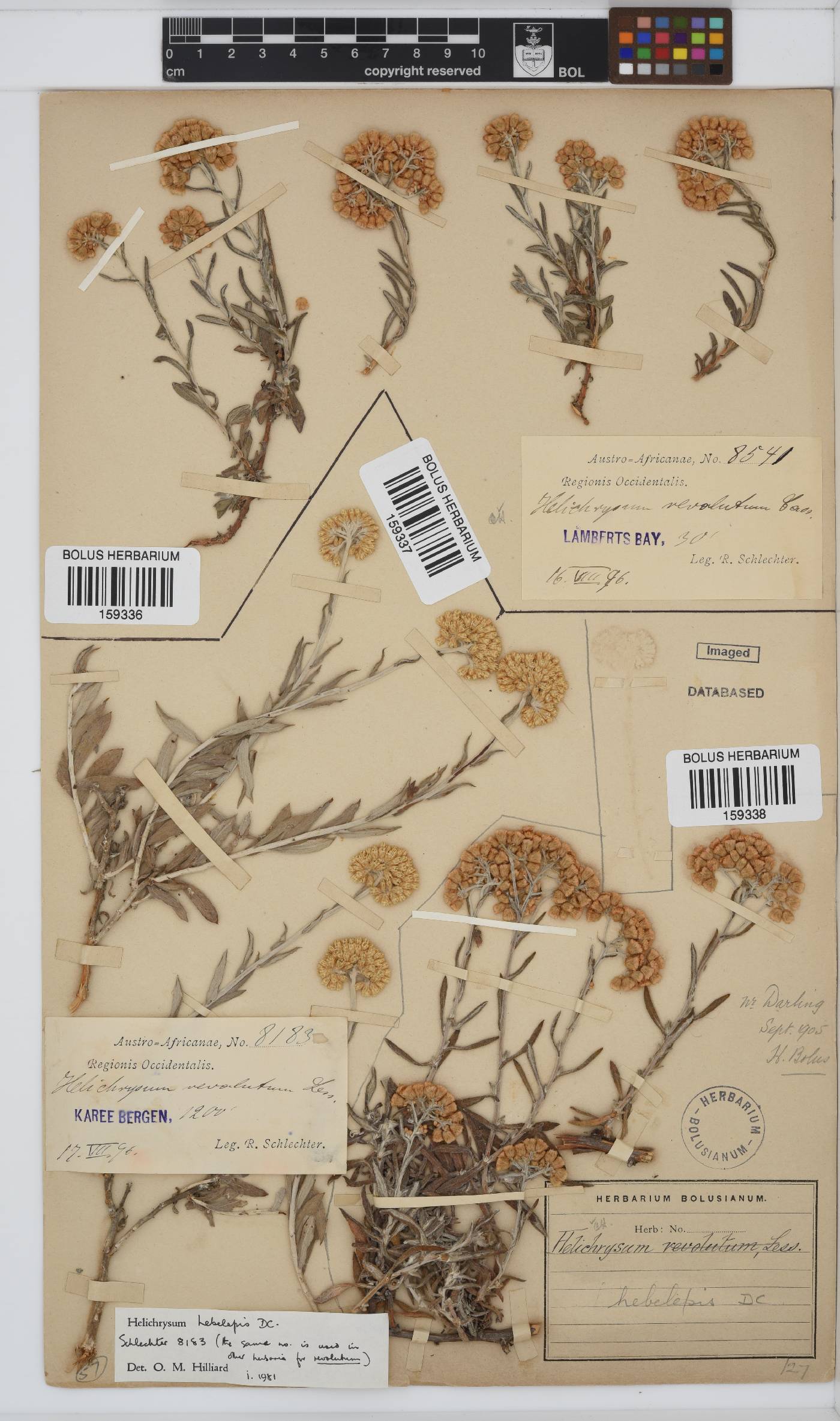 Helichrysum hebelepis image