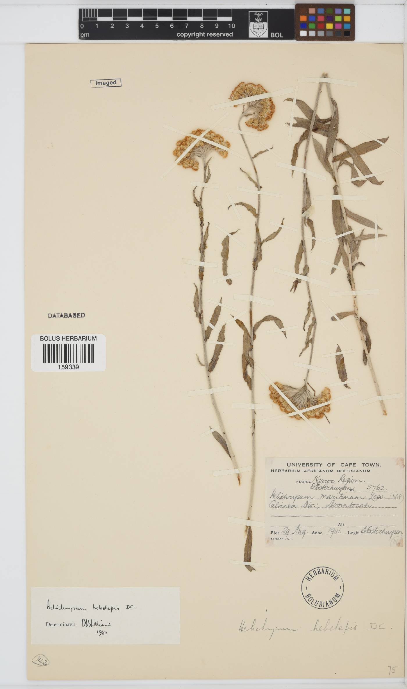 Helichrysum hebelepis image