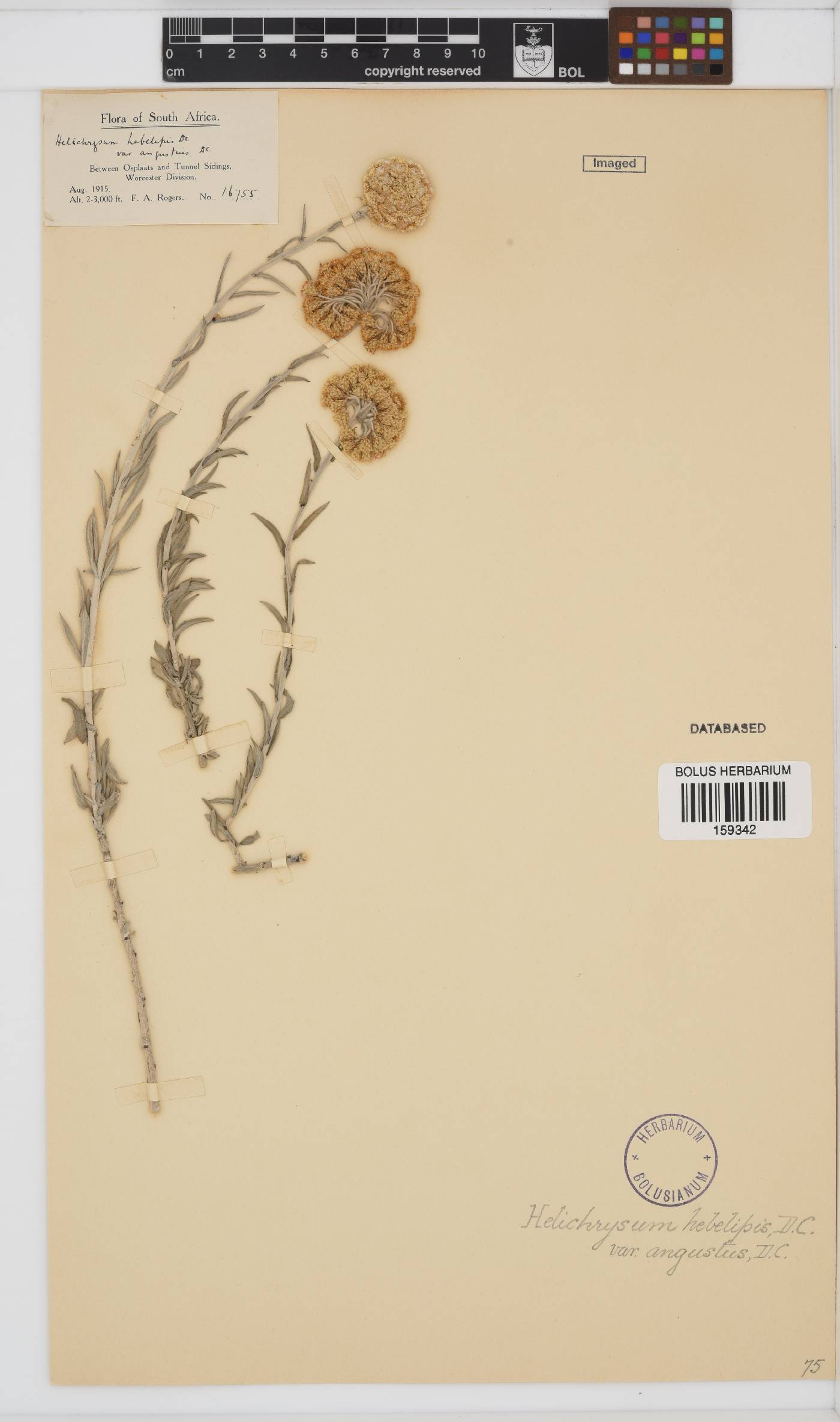 Helichrysum hebelepis image