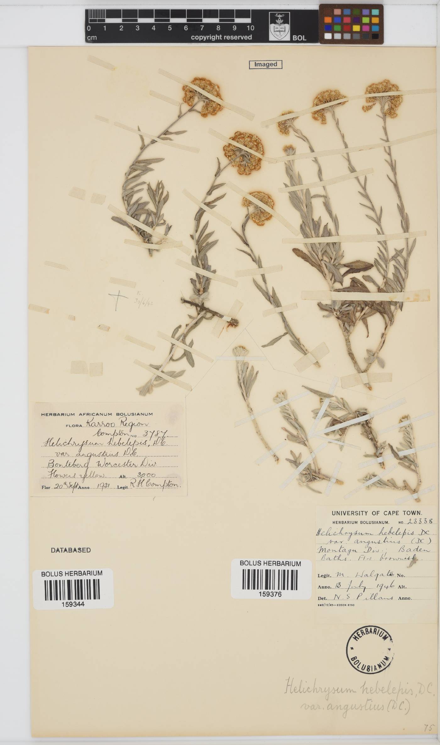 Helichrysum hebelepis image