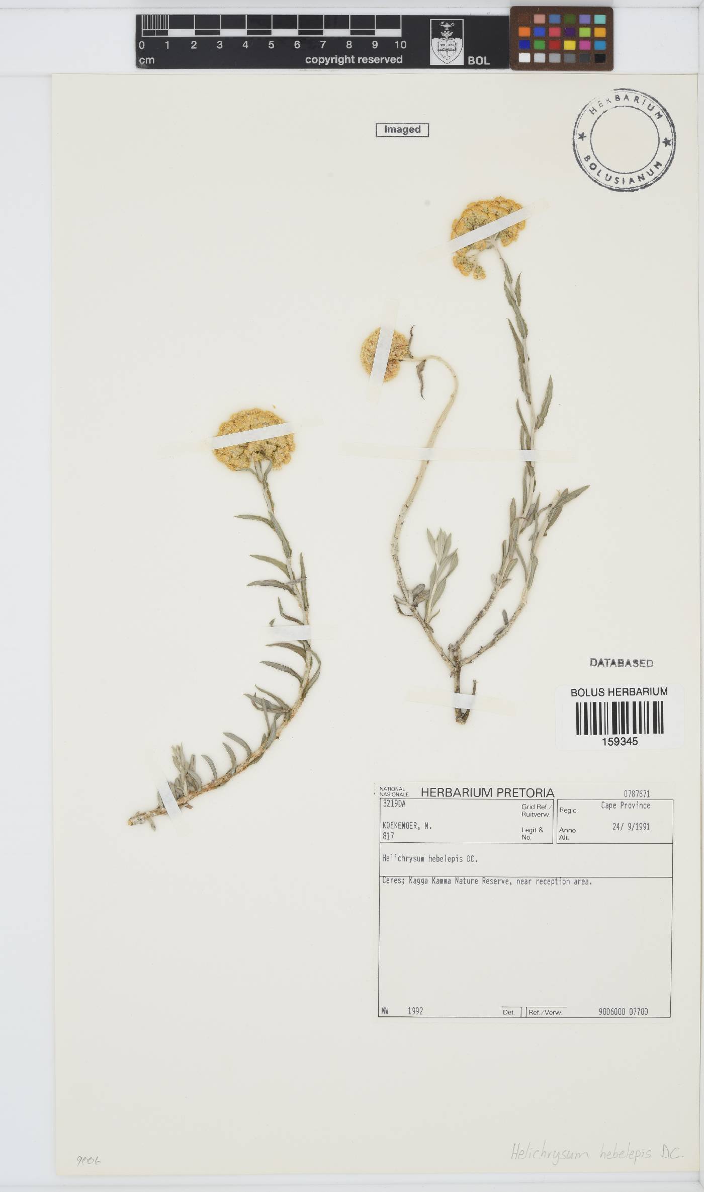 Helichrysum hebelepis image