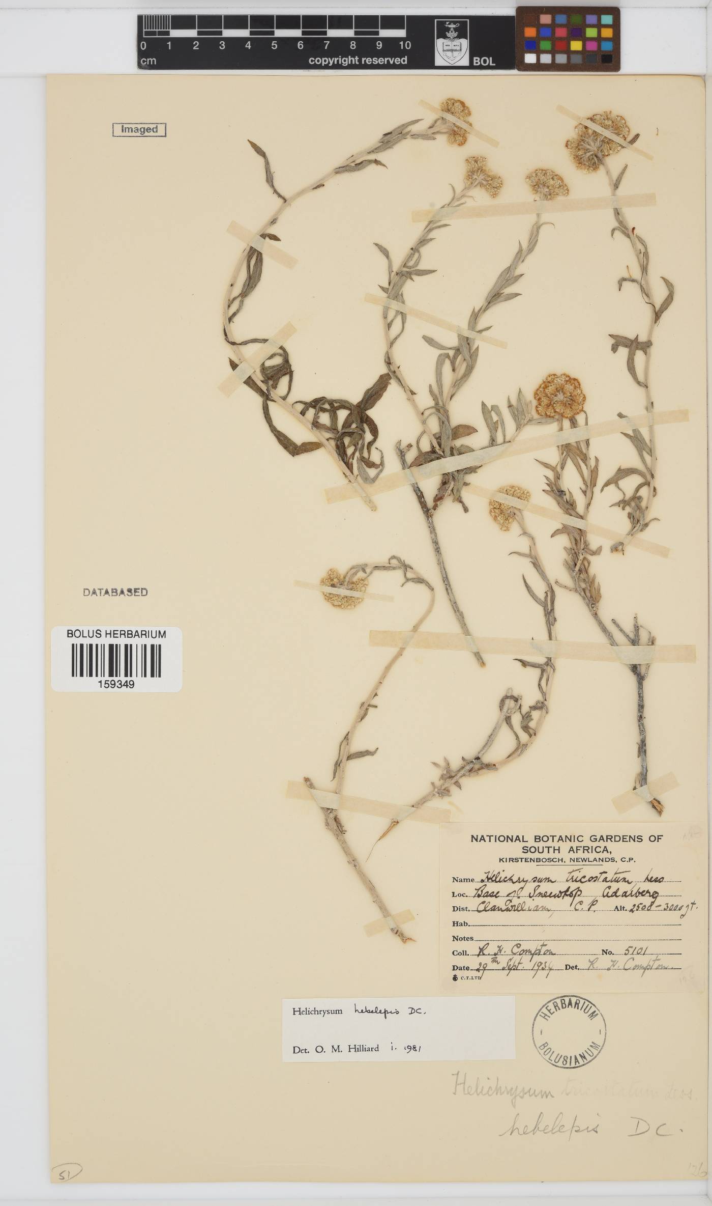 Helichrysum image