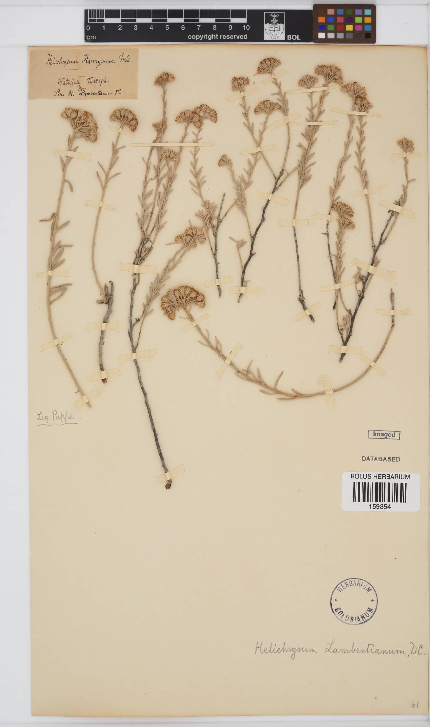 Helichrysum lambertianum image