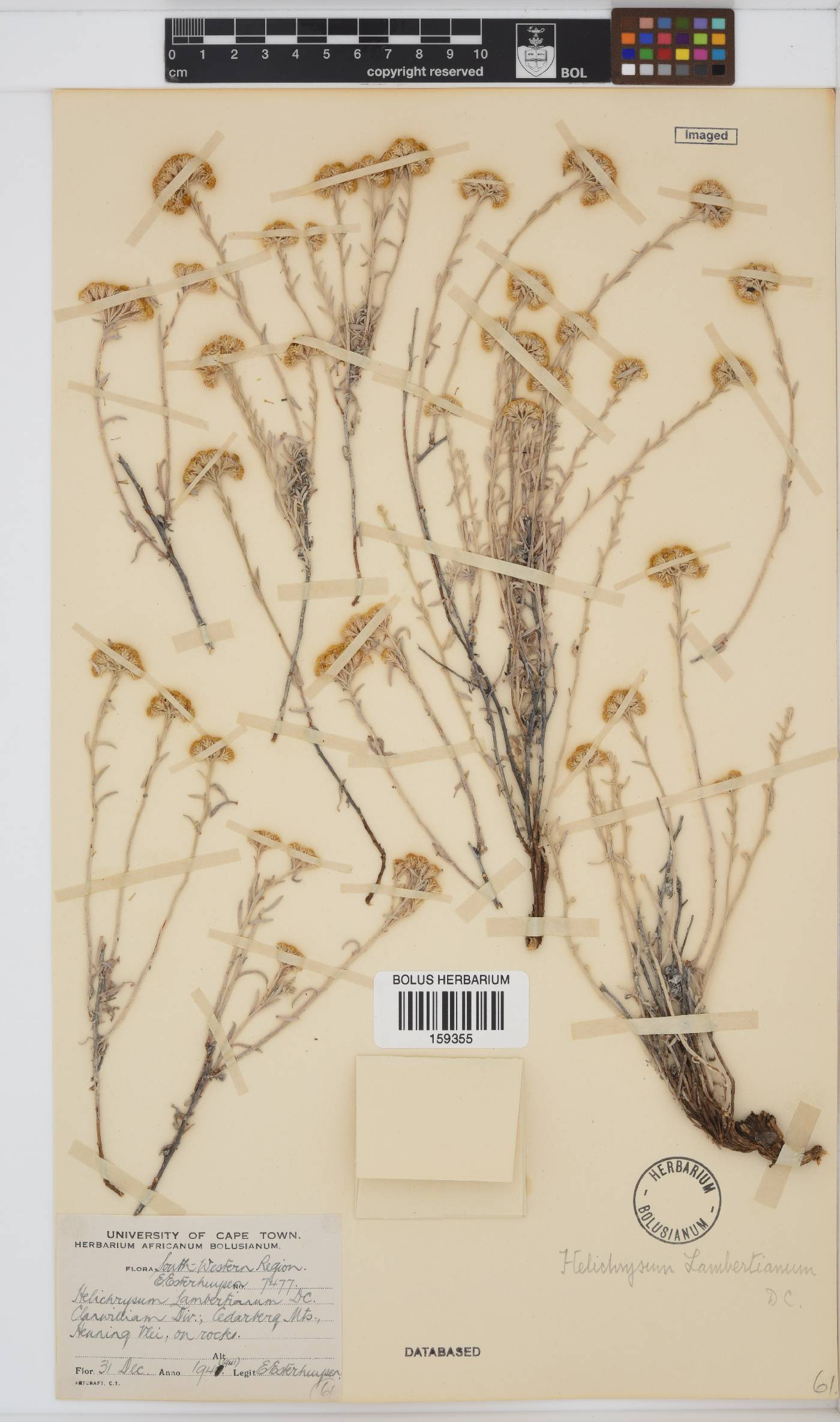 Helichrysum lambertianum image