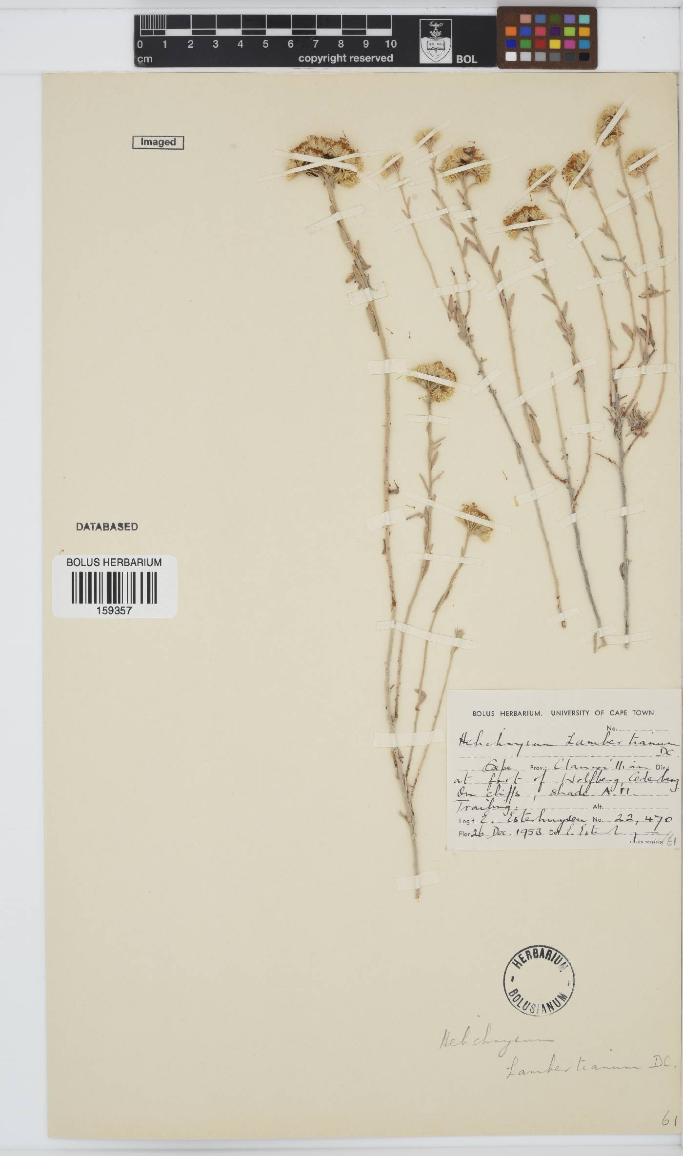 Helichrysum lambertianum image