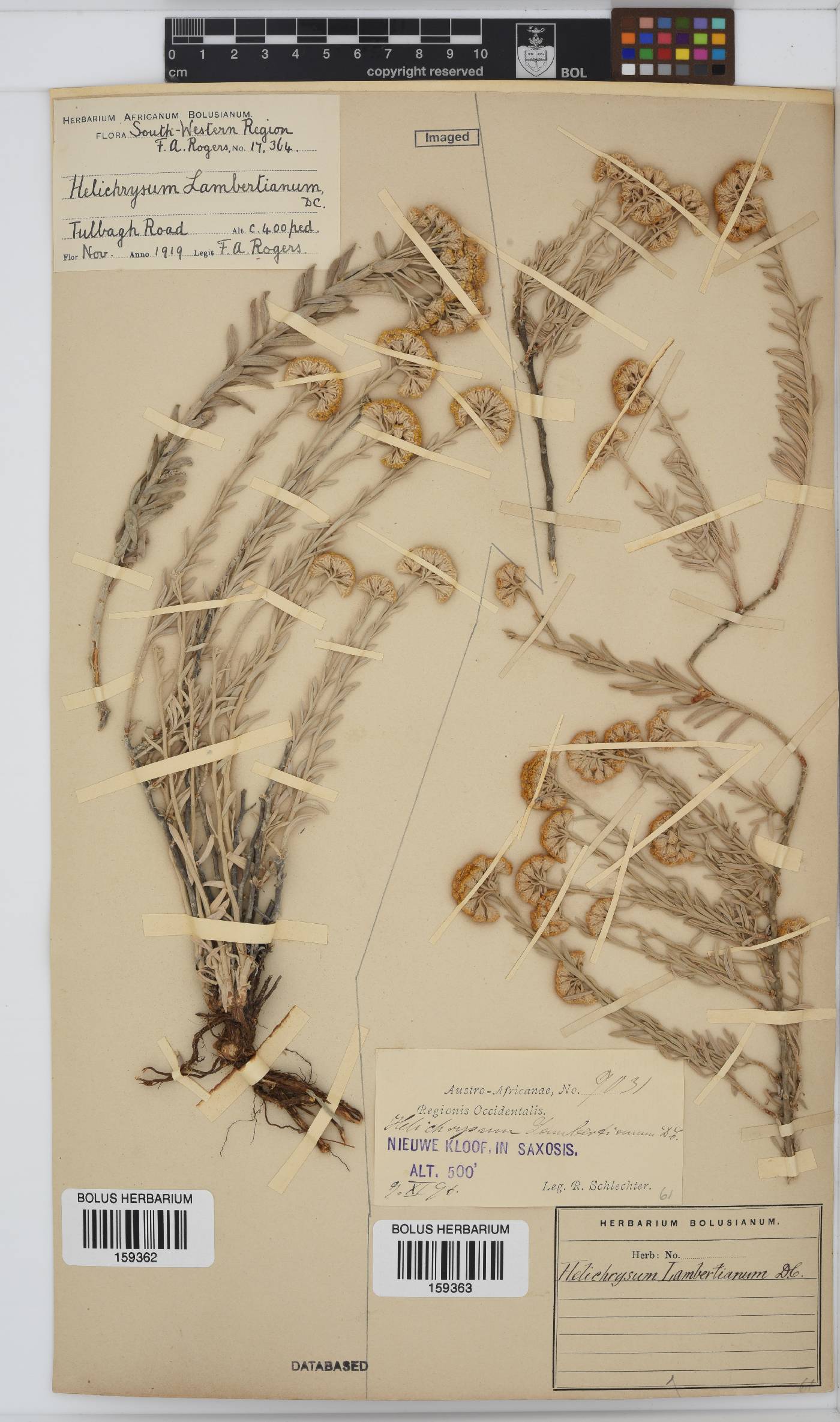 Helichrysum lambertianum image