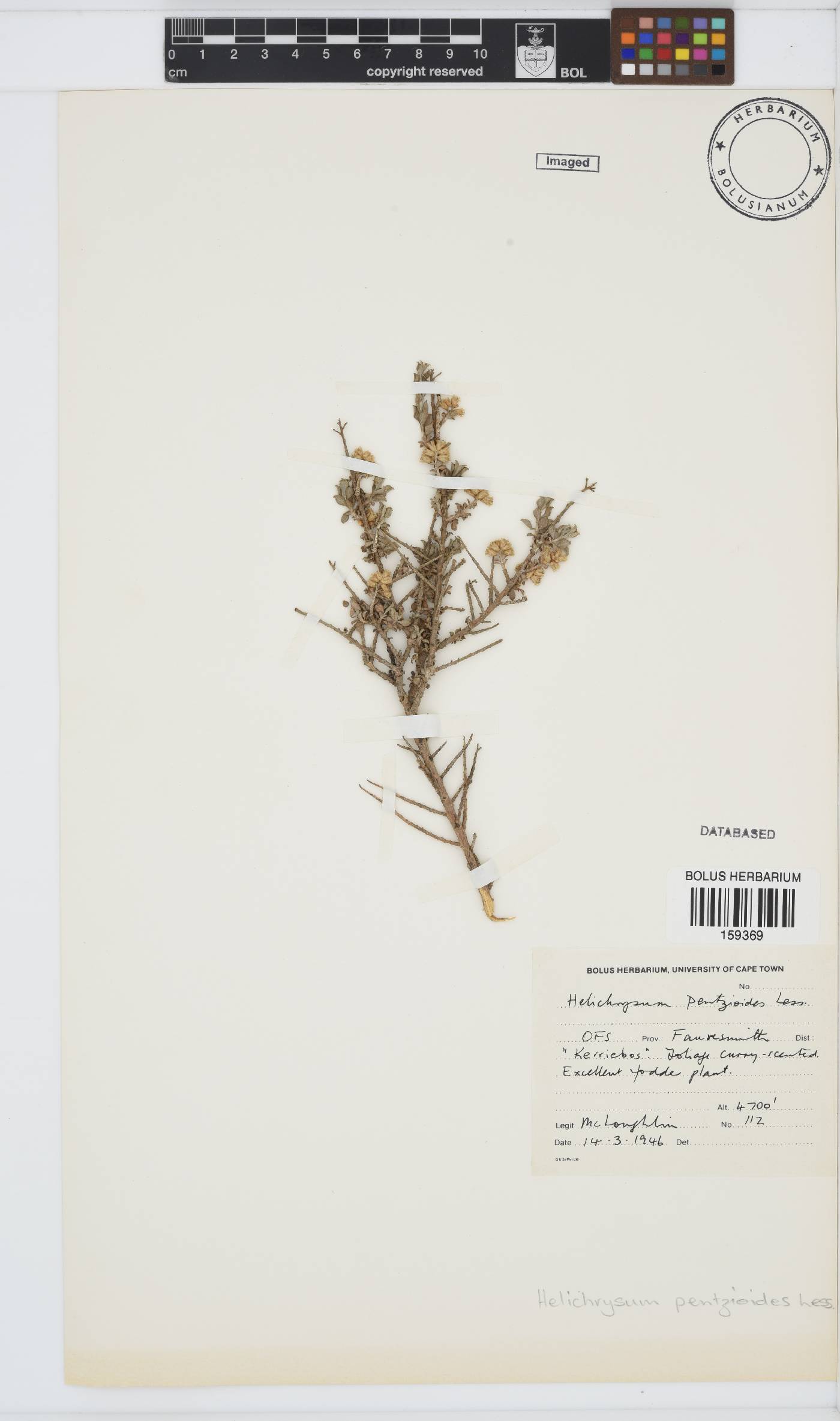 Helichrysum pentzioides image