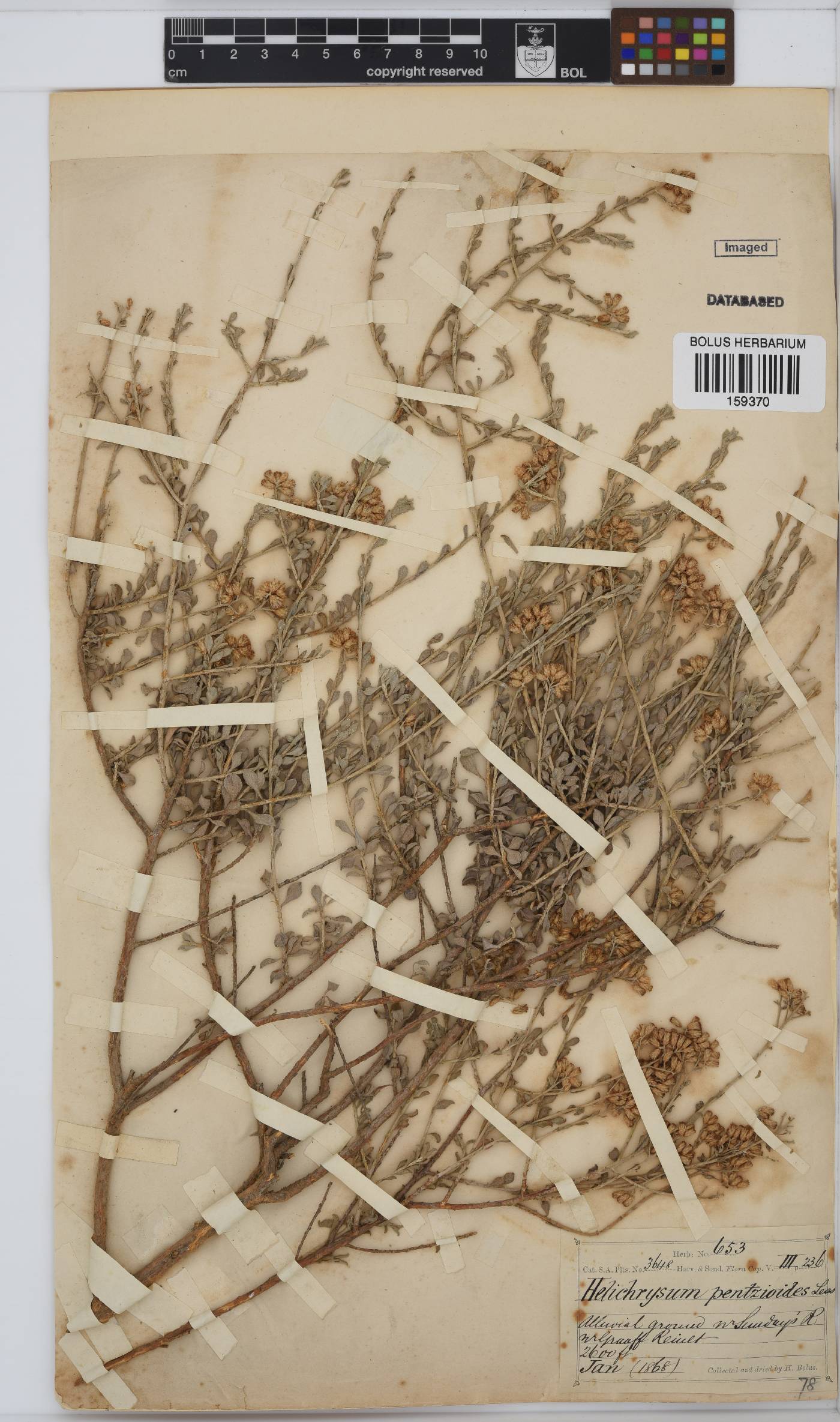 Helichrysum pentzioides image