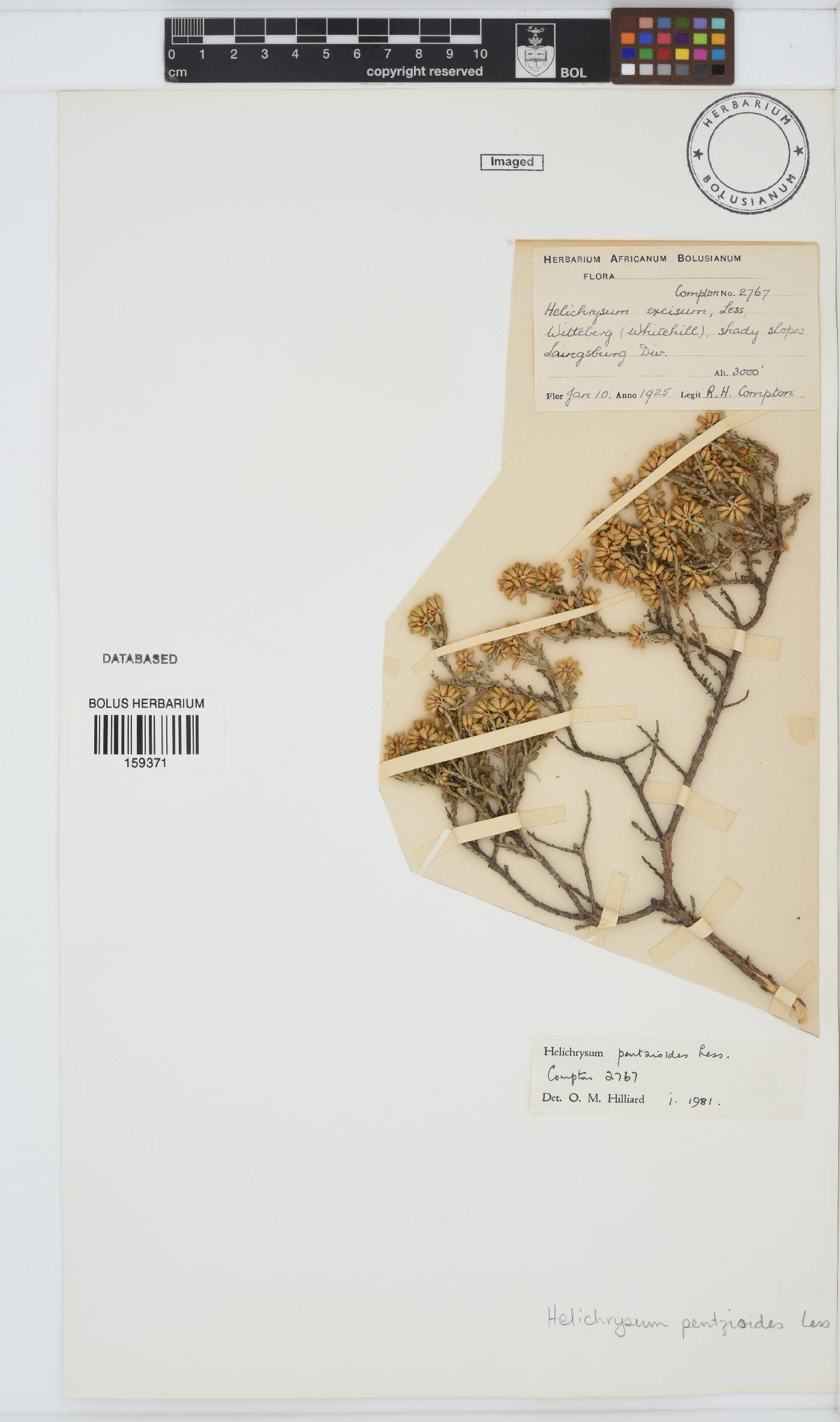 Helichrysum pentzioides image