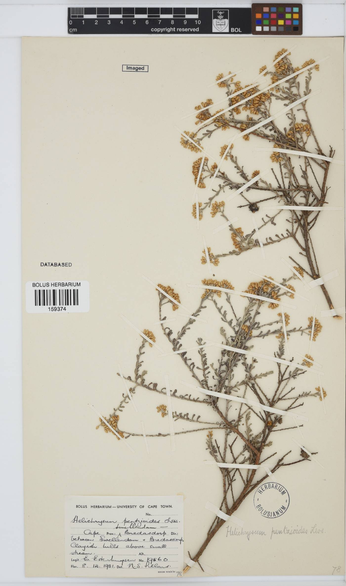 Helichrysum pentzioides image