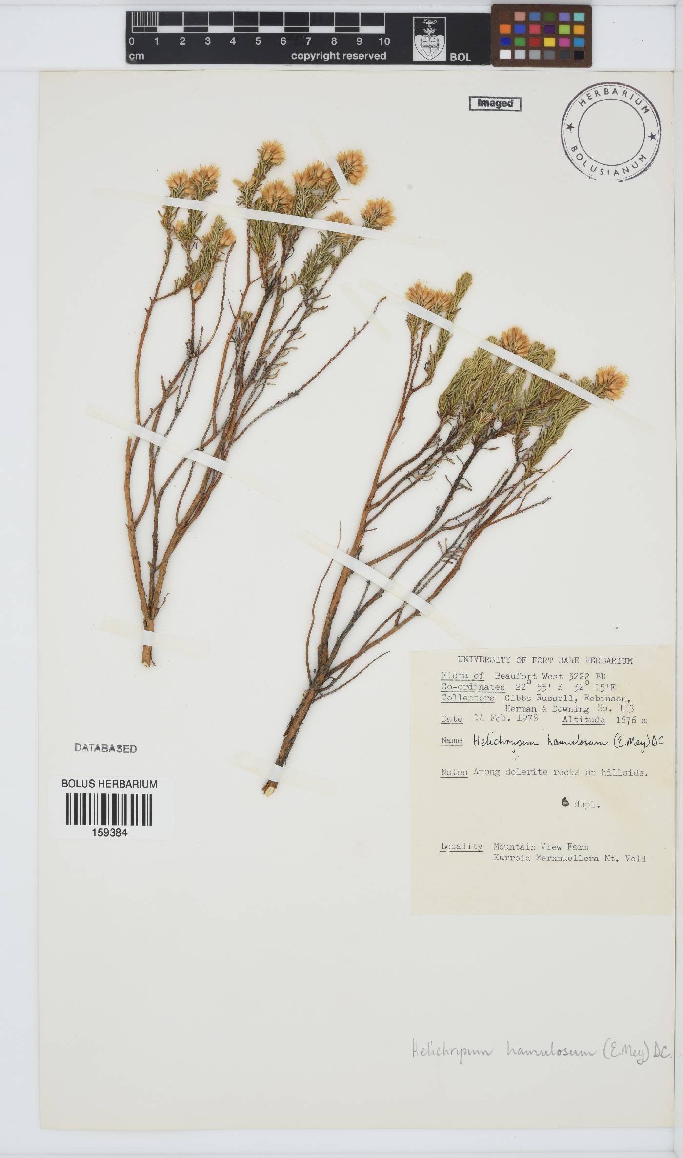 Helichrysum hamulosum image