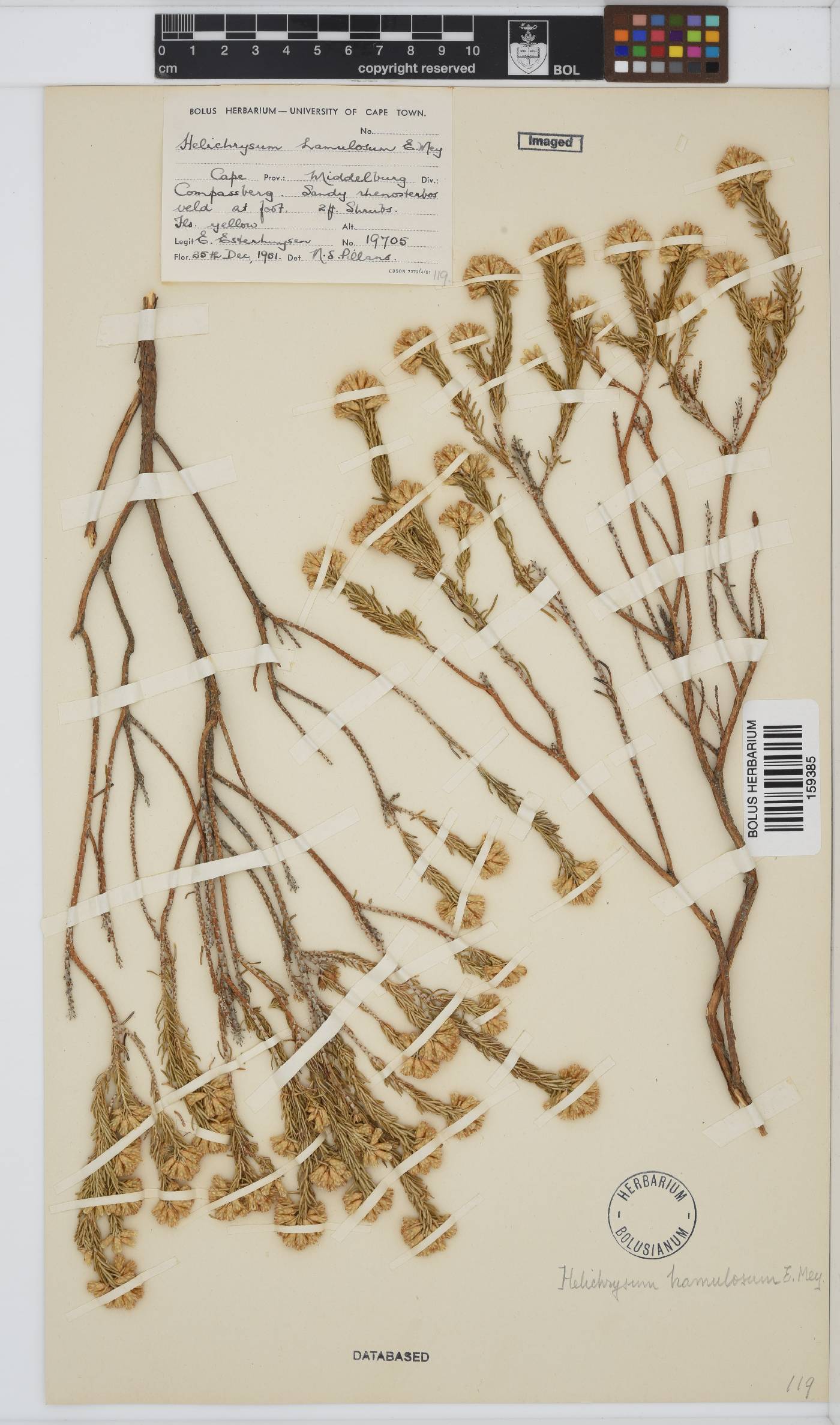 Helichrysum hamulosum image