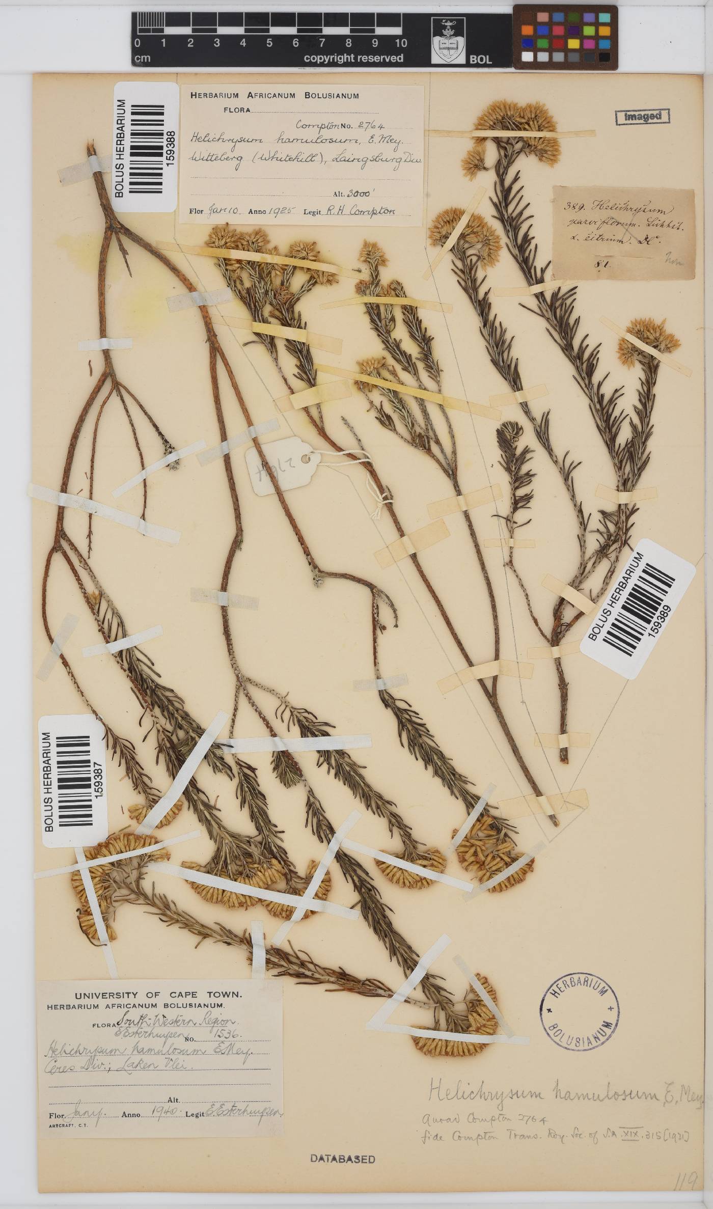 Helichrysum hamulosum image