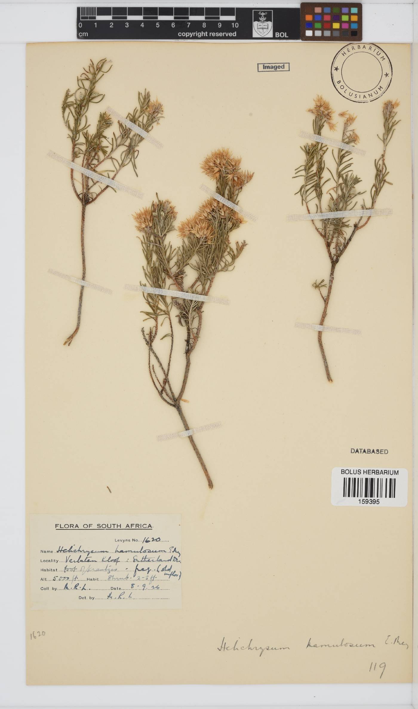 Helichrysum hamulosum image