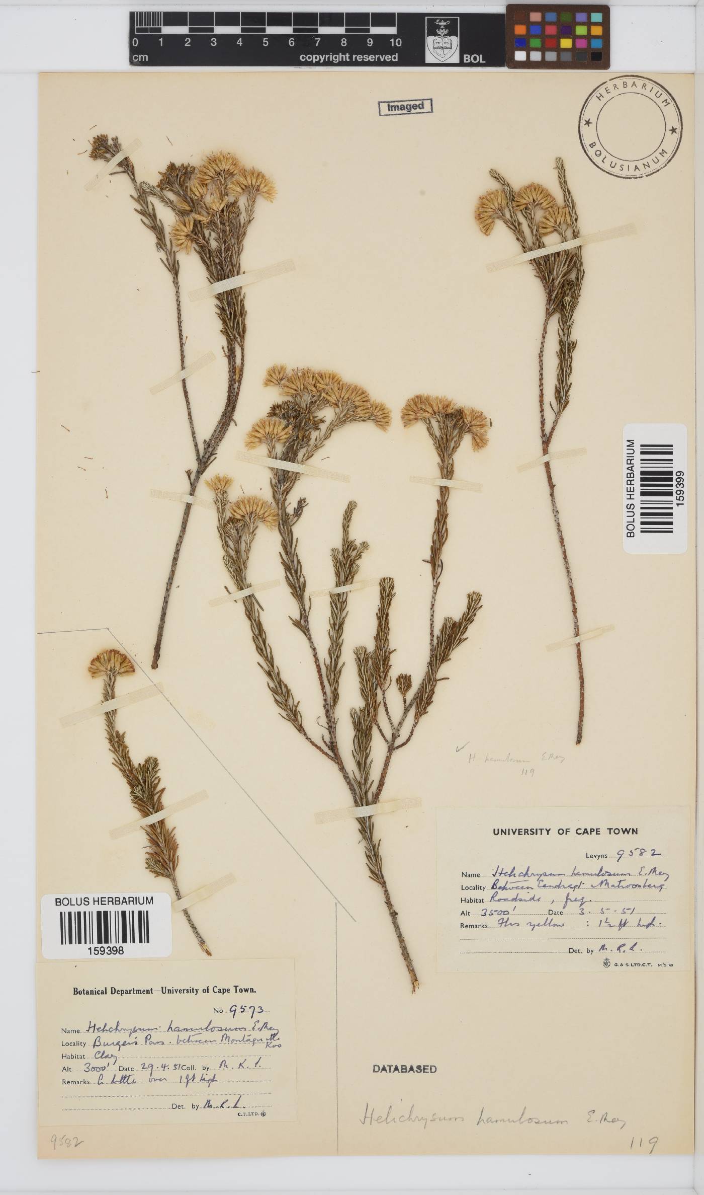 Helichrysum hamulosum image