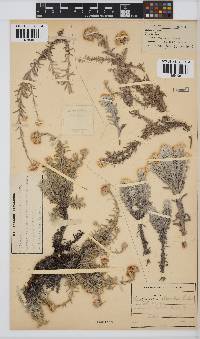 Helichrysum obductum image