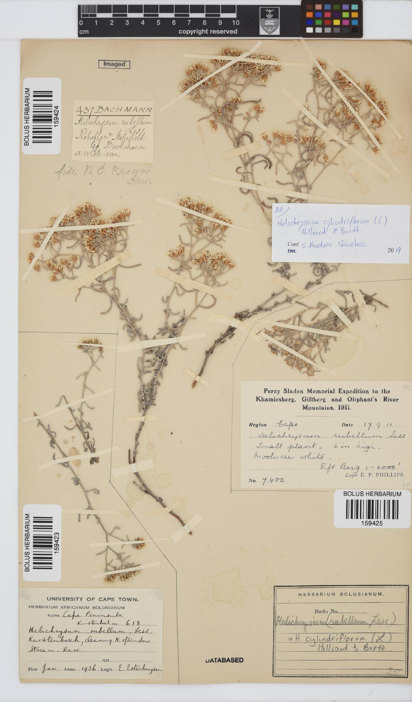 Helichrysum cylindriflorum image