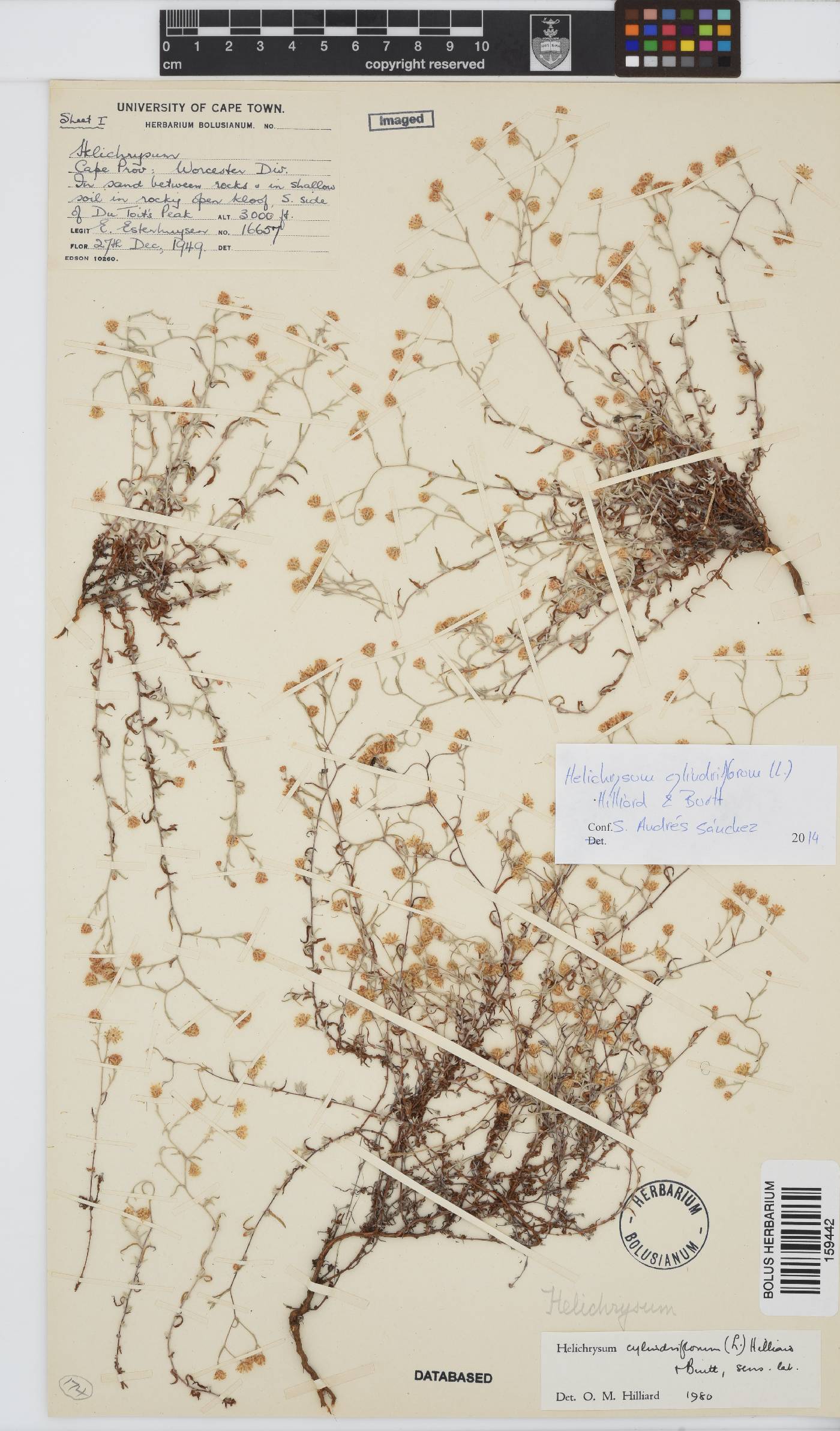 Helichrysum cylindriflorum image