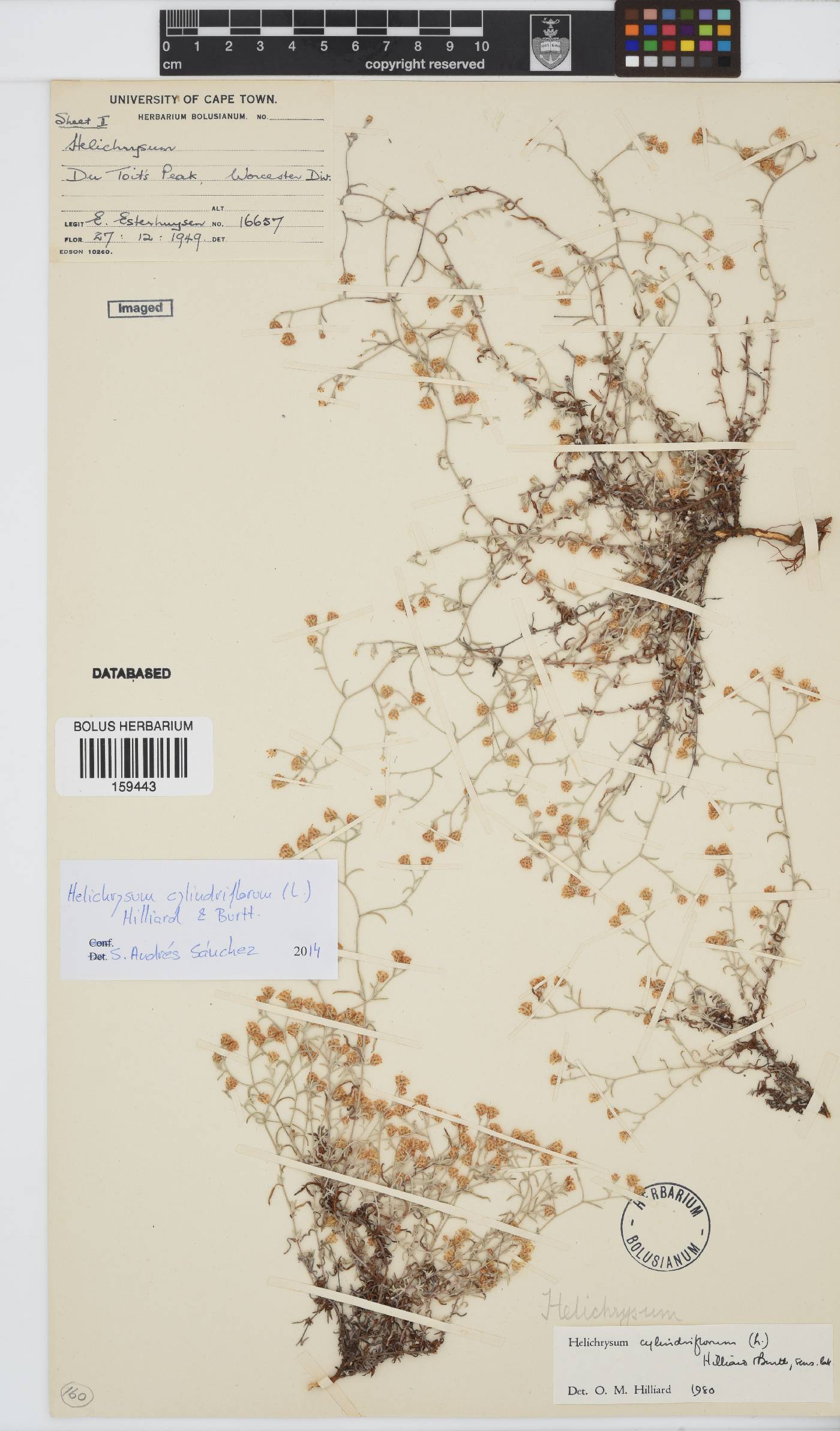 Helichrysum cylindriflorum image